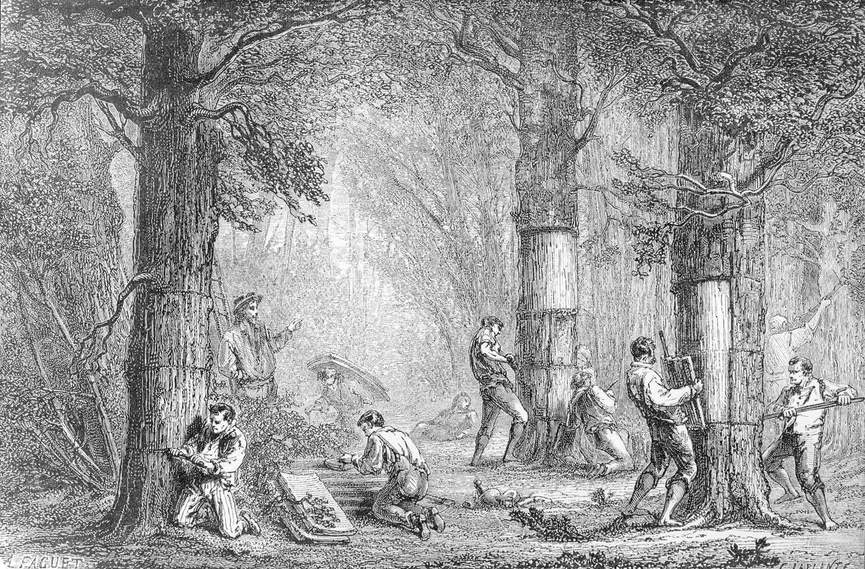 Bark (Gathing the Bark of the Cork Tree) gravert av Charles Laplante (d.1903) av A. Faguet