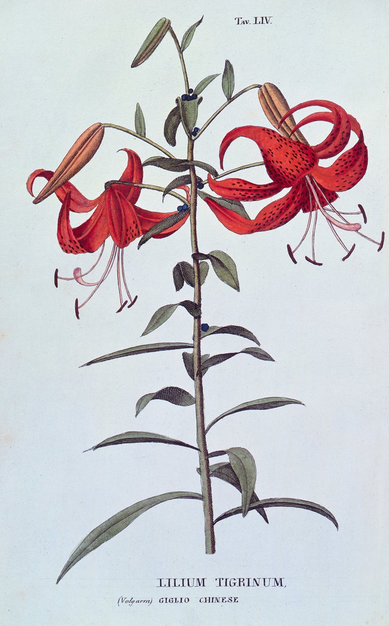 Lilium tigrinum (Tiger Lily) fra Anthrophy or the Cultivation of Flowers av A. Piccioli