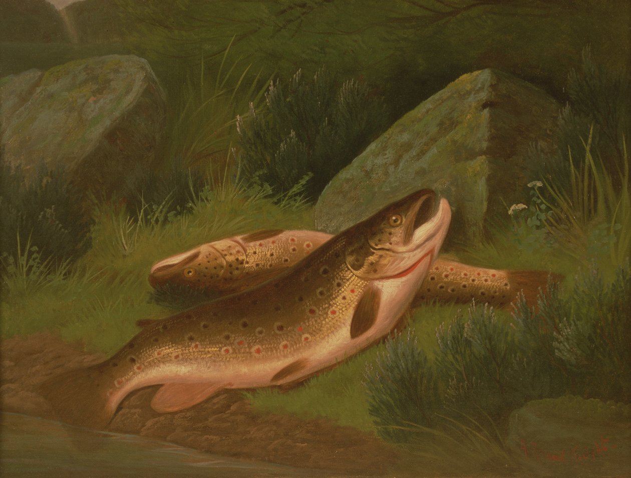 Brun ørret av A. Roland Knight