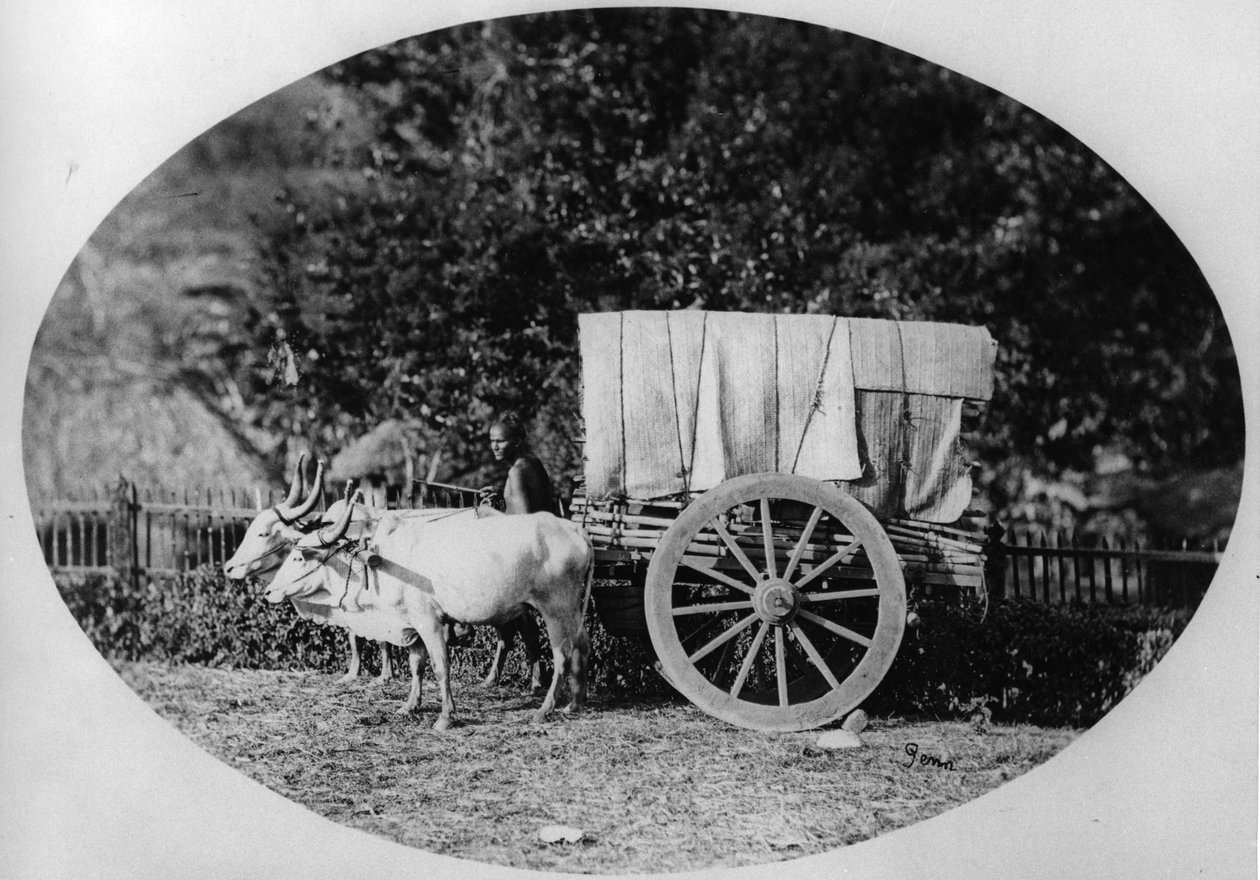 Indian Ox-Cart, ca. 1886 (bw-bilde) av A. T. W. Penn