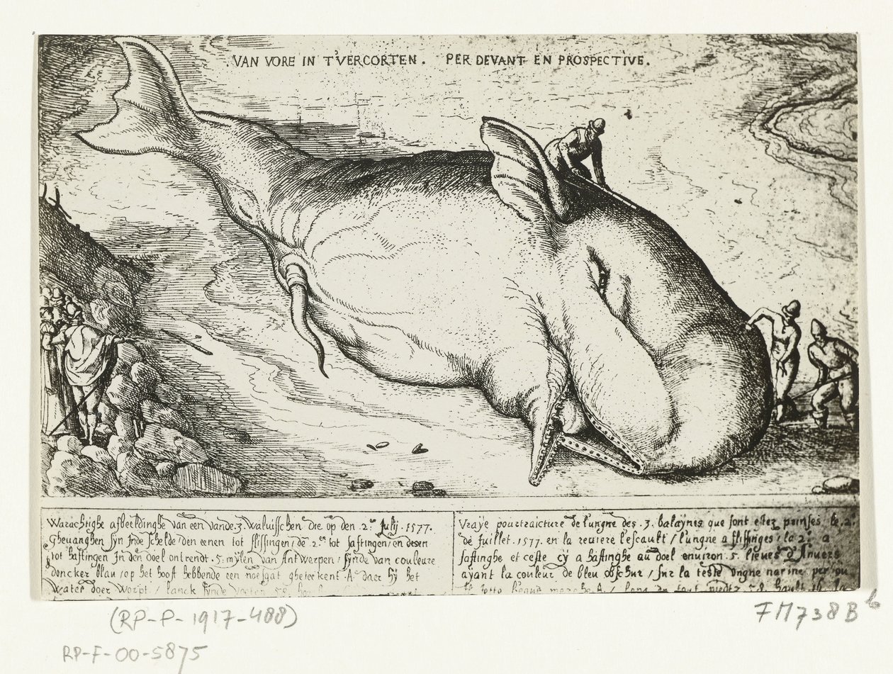 Utskrift av den oppvaskede hvalen nær Antwerpen, 2. juli 1577 av A.B. van Deinse