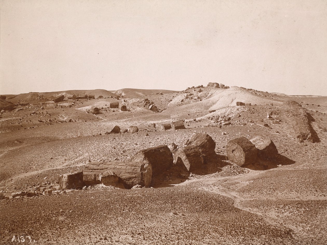 I Petrified Forest (General View, Middle Park) av A.C. Vroman
