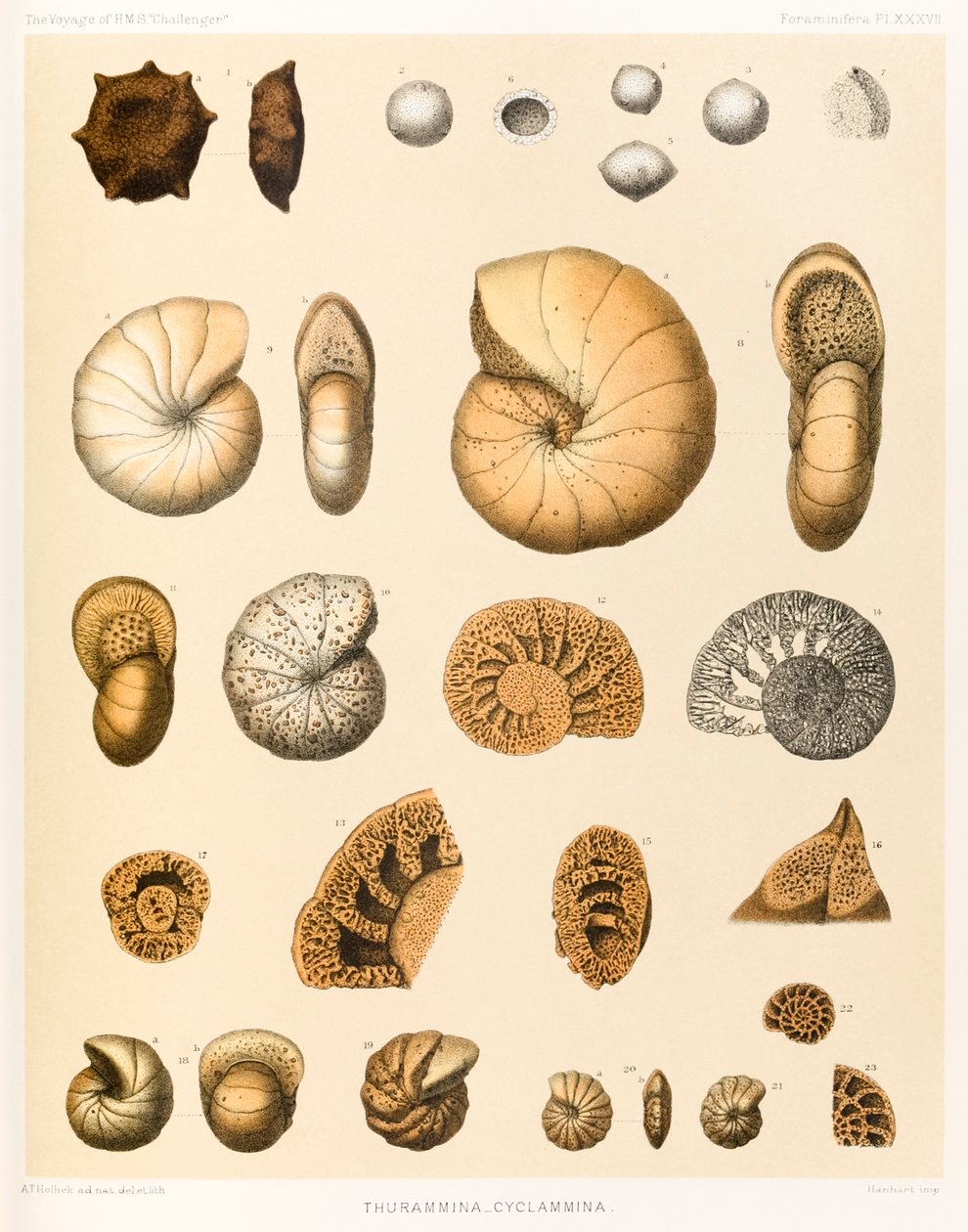 Thurammina-Cyclammina (Foraminifera PL. XXXVII)? fra ?The Voyage of HMS ?Challenger?1873-76? utgitt i 1884 av A.T. Hollick