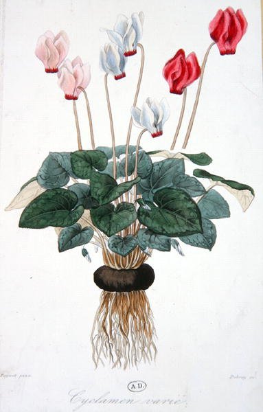 Cyclamen, gravert av Debray (farge litho) av A. (after) Faguet
