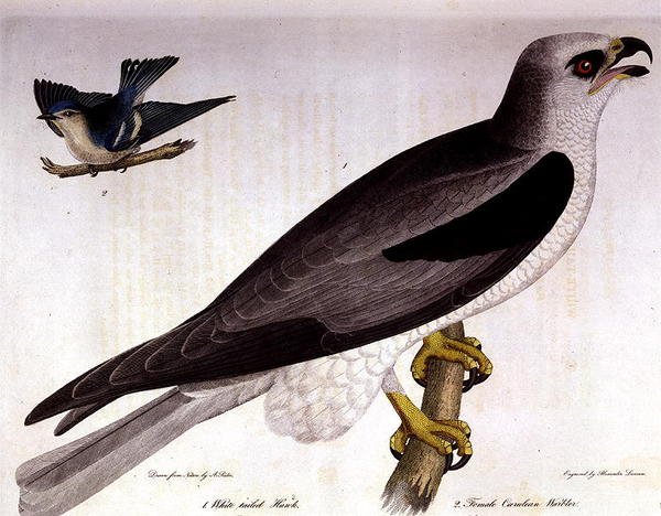 White-tailed Hawk og kvinnelig Caerulean Warbler, gravert av Alexander Lanson (farget gravering) av A. (after) Rider