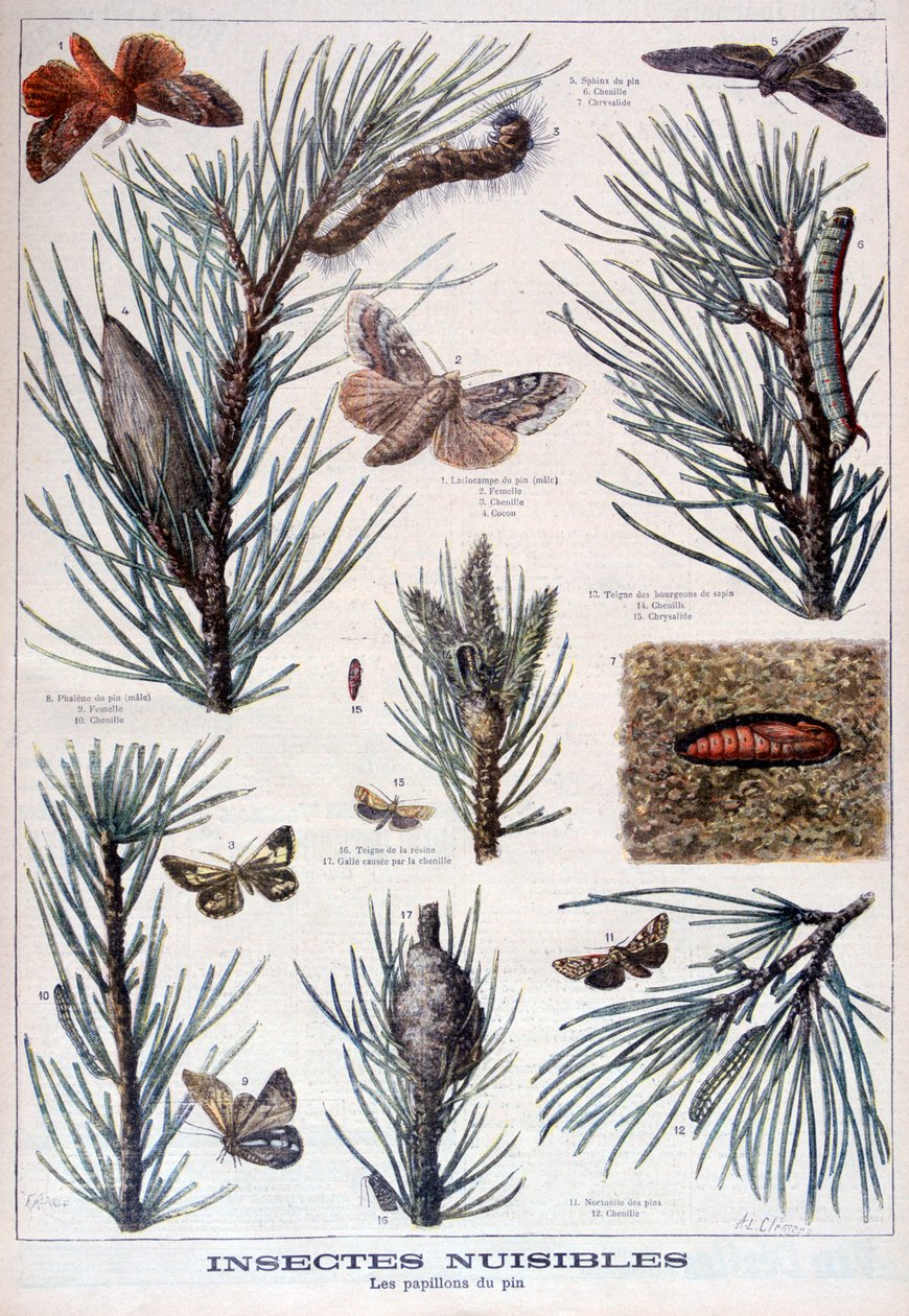 Skadelige insekter: sommerfugler og møll som skader furutrær, 1897 av A Clement