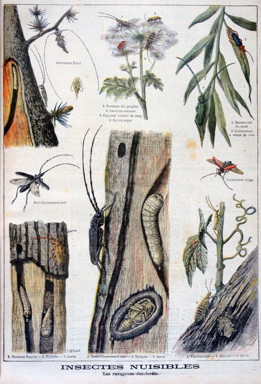 Skadelige insekter som er ødeleggende for skog, 1897 av A Clement