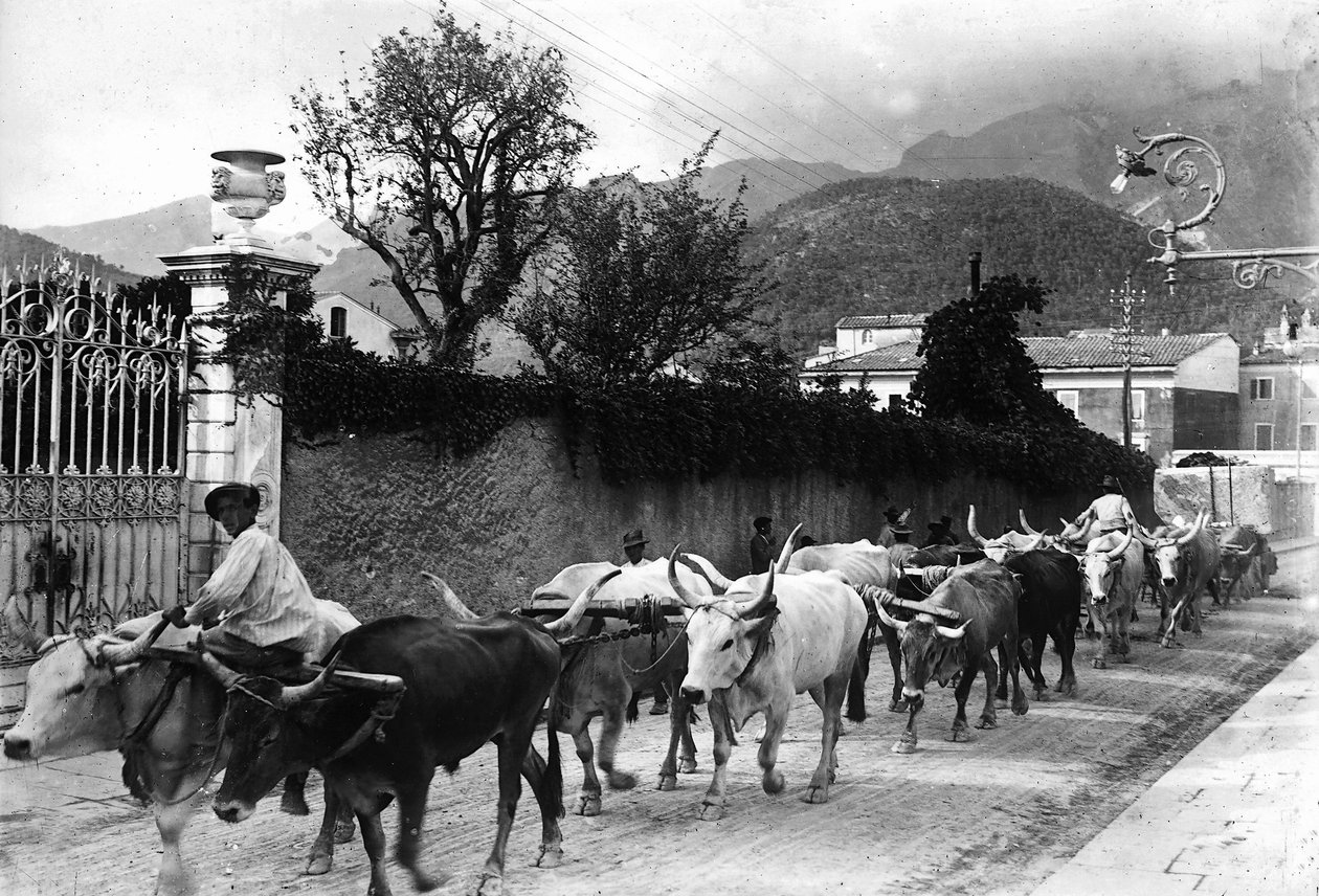 Noen okser som brukes til transport av marmor fra bruddene i Apuan er laget for å gå langs en vei i Carrara (s/hv-bilde) av A. Corsini