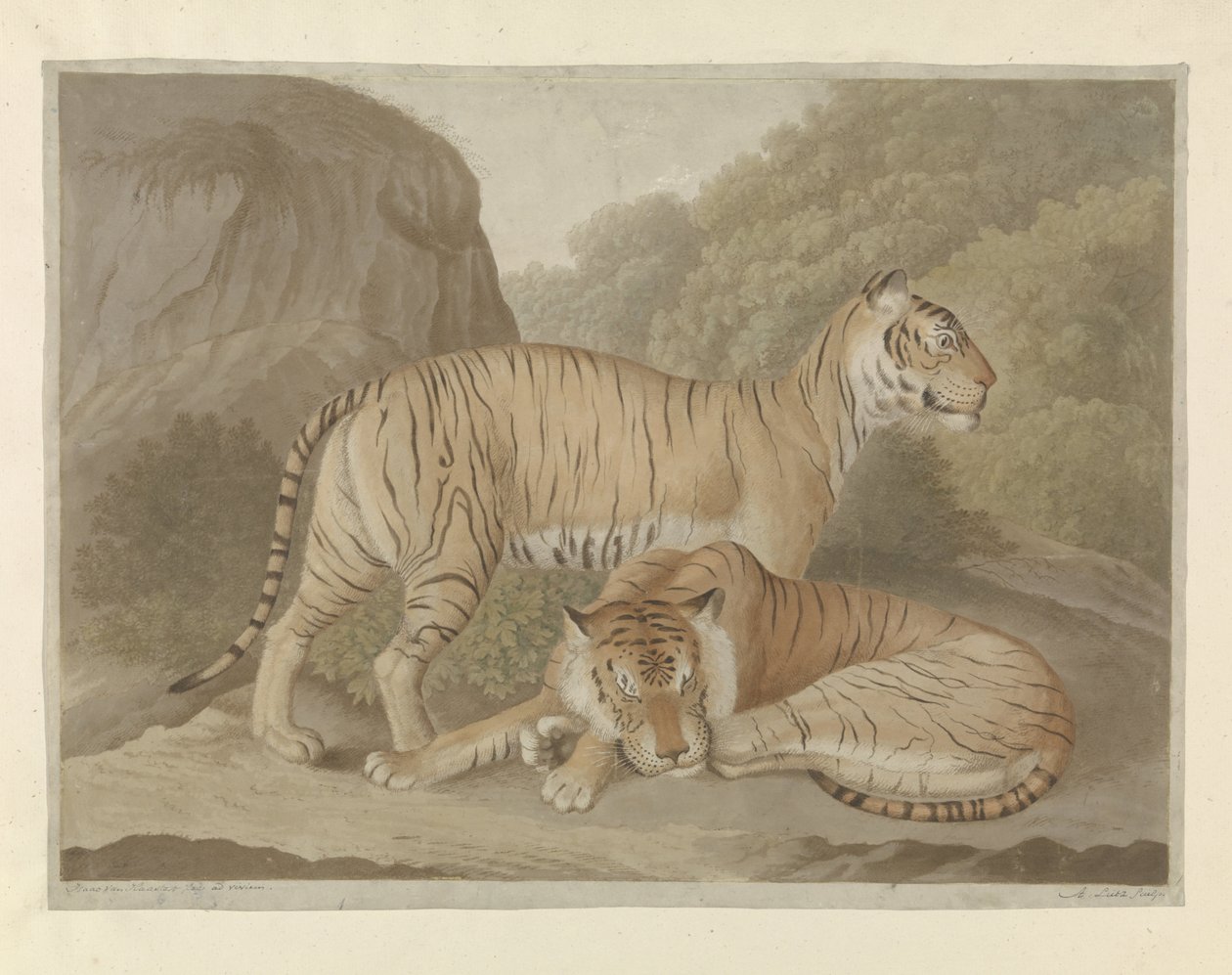 To tigre i et landskap av A. Lutz