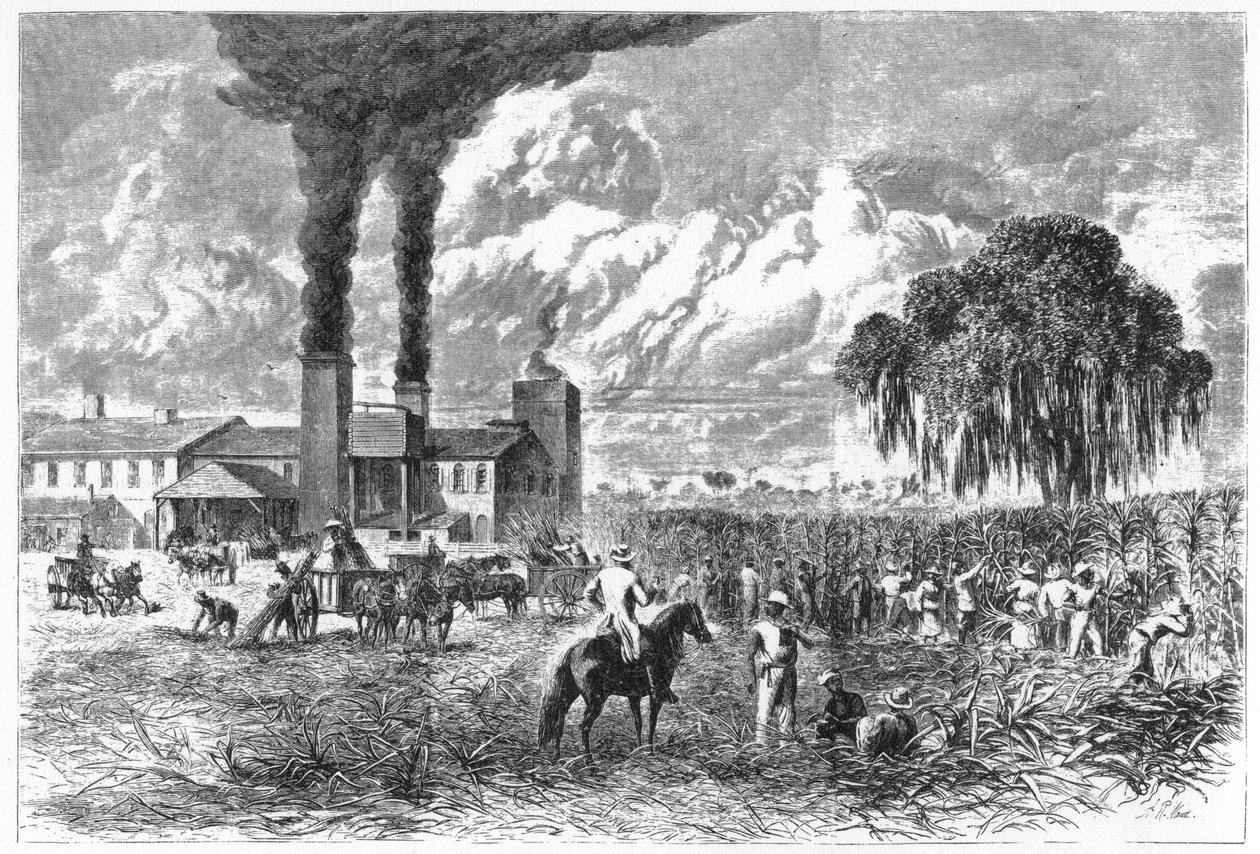 Sugar Plantation, New Orleans, 1870. av A. R. Ward
