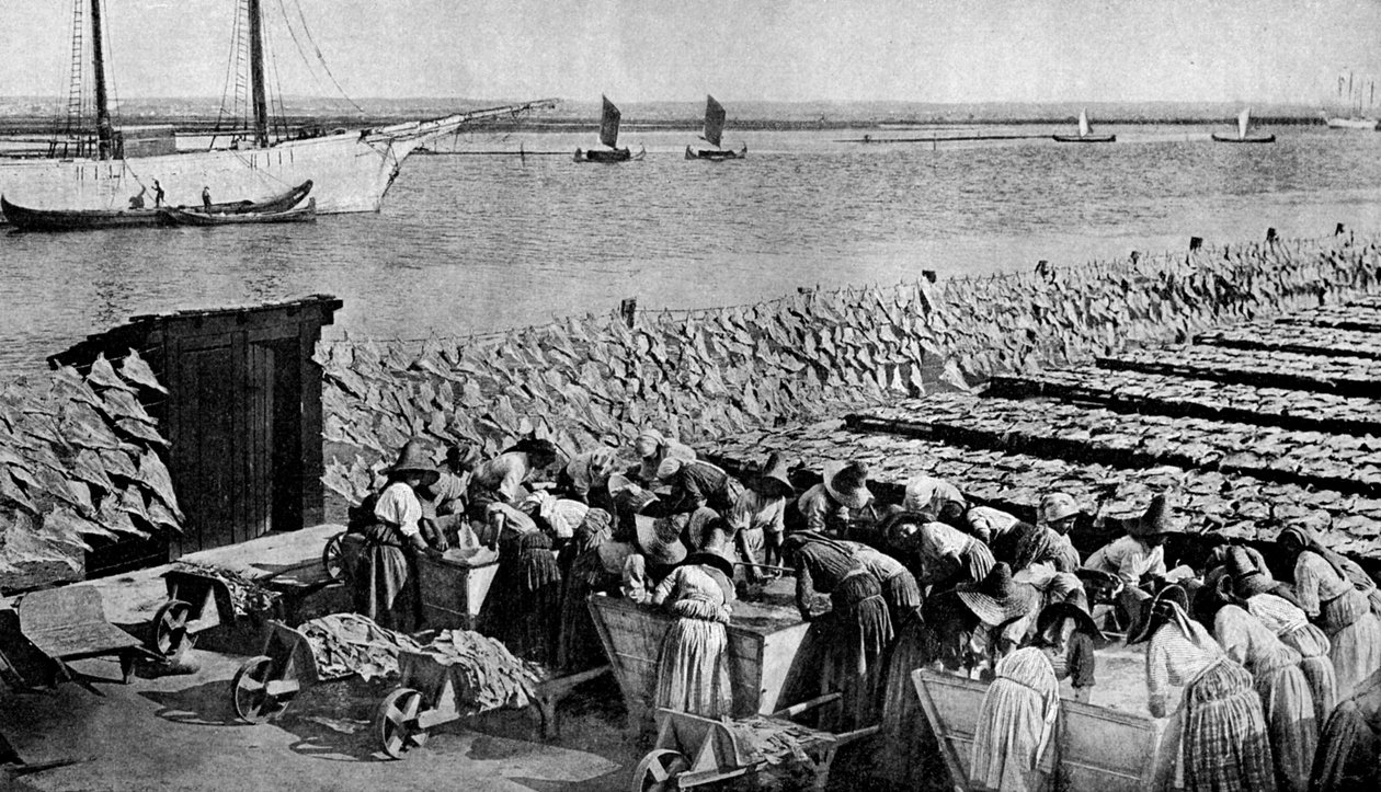 Mengder torsk som tørker i solen ved Aveiro ved munningen av Vouga, Portugal, ca 1930-tallet av A. W. Cutler