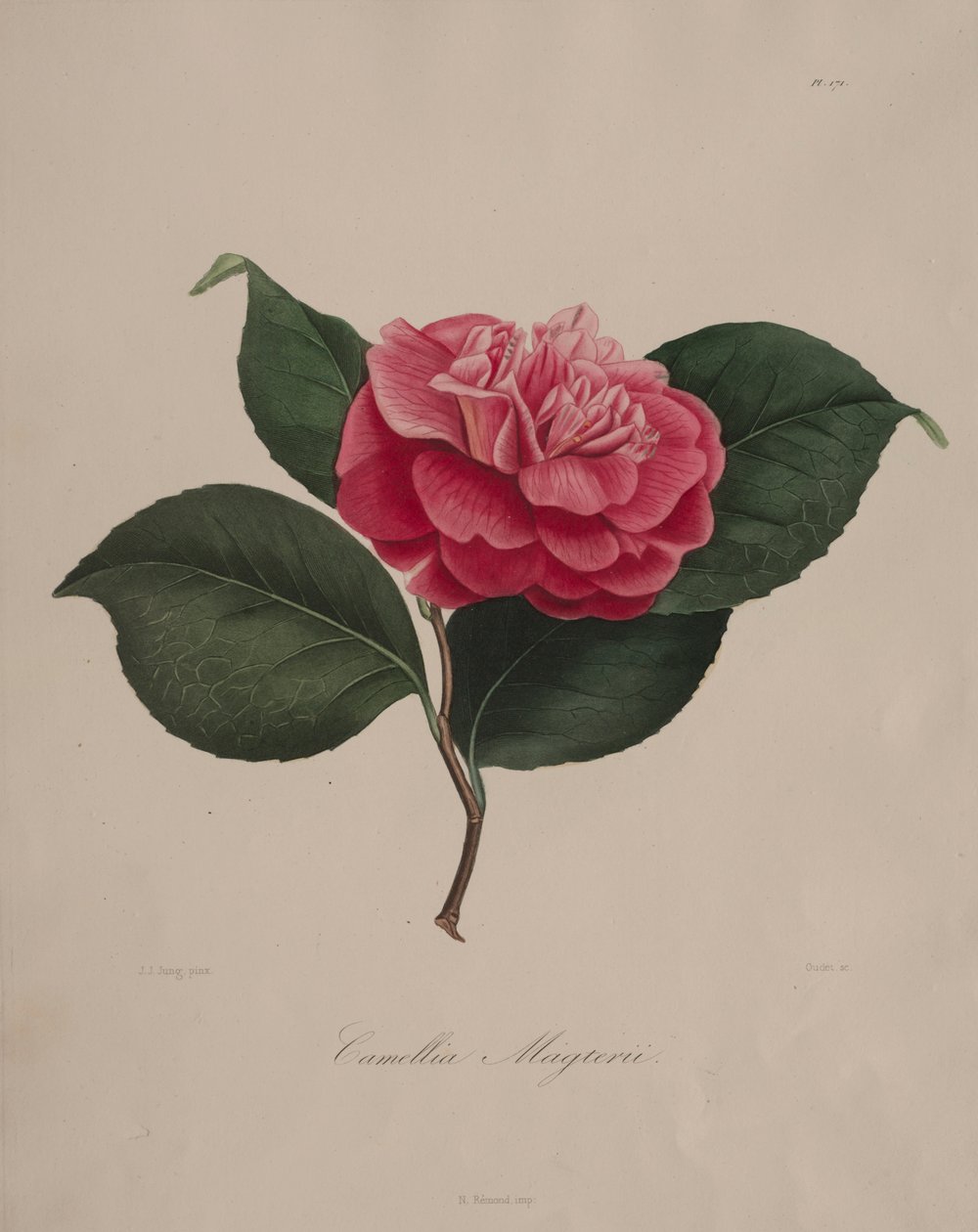 Ikonografi av slekten camellia: nr. 171, 1839-1843. av Abbé Laurent Berlèse