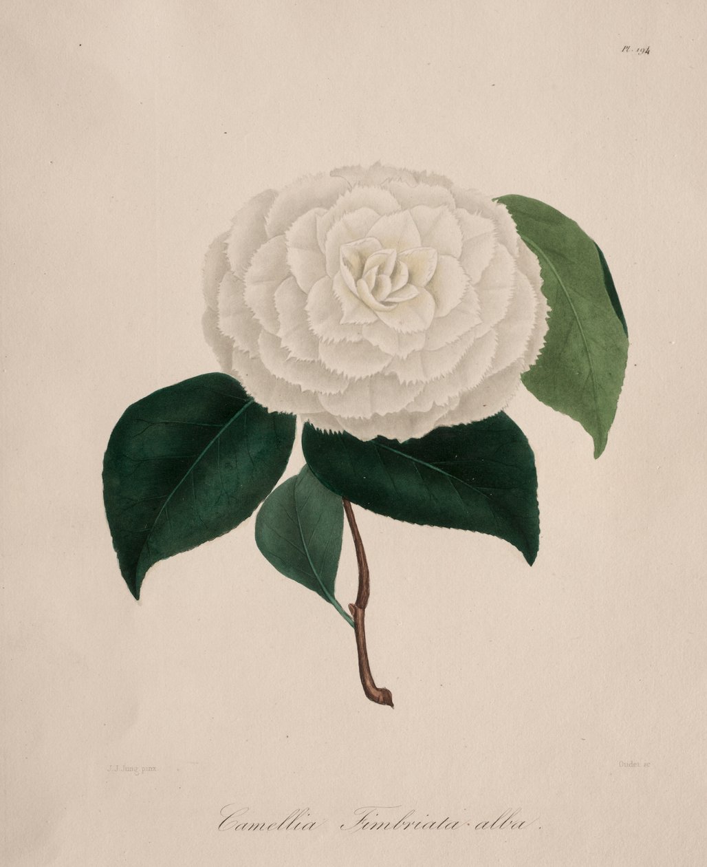 Ikonografi av slekten camellia: nr. 194 av Abbé Laurent Berlèse