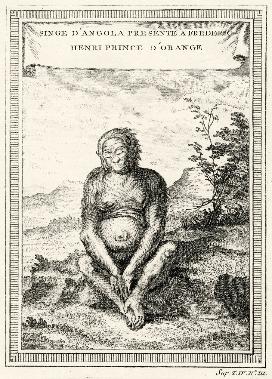 Illustrasjon av Orang-Outang presentert for Frederick Henry, Prince of Orange, 1750 av Abbé Prévost