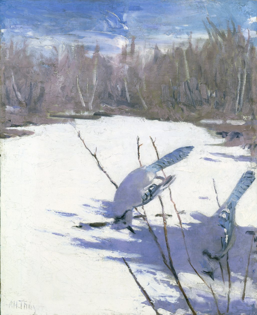 Blue Jays in Winter, studie for boken Concealing Coloration in the Animal Kingdom, ca. 1905-1909. av Abbott Handerson Thayer