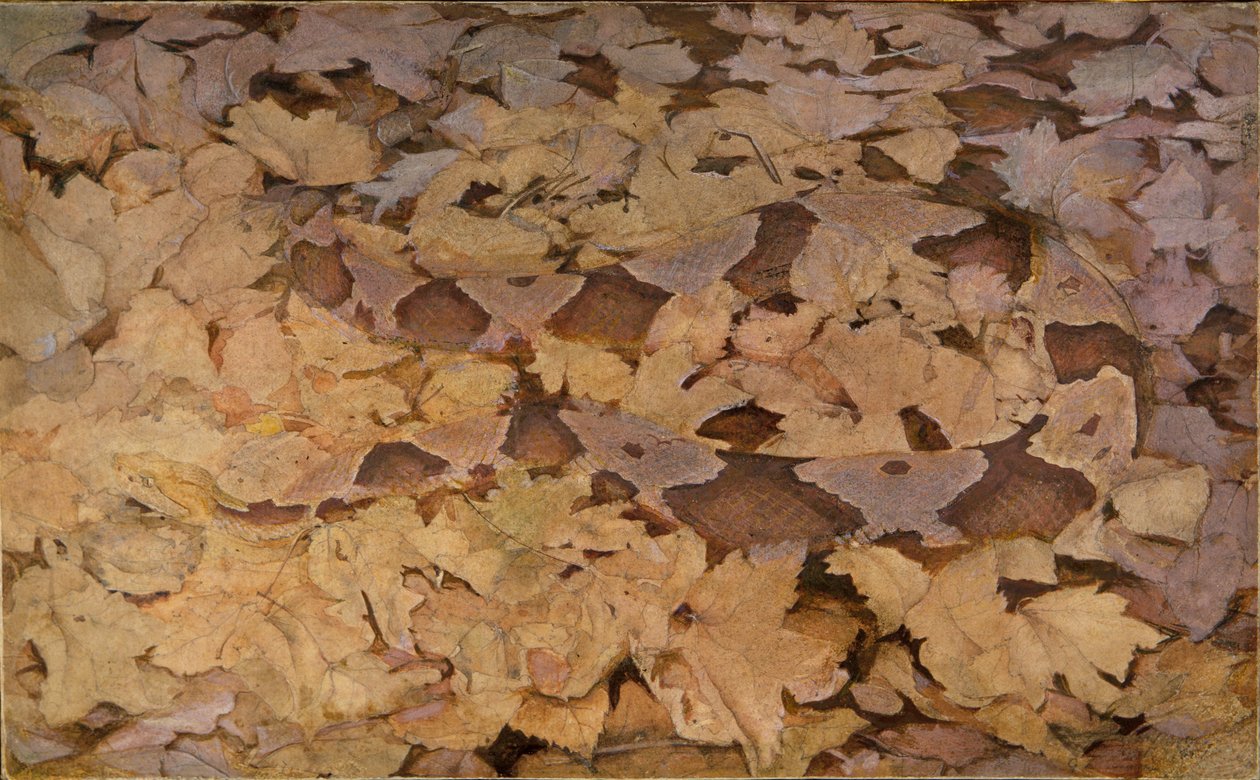 Copperhead Snake on Dead Leaves, studie for boken Concealing Coloration in the Animal Kingdom. av Abbott Handerson Thayer