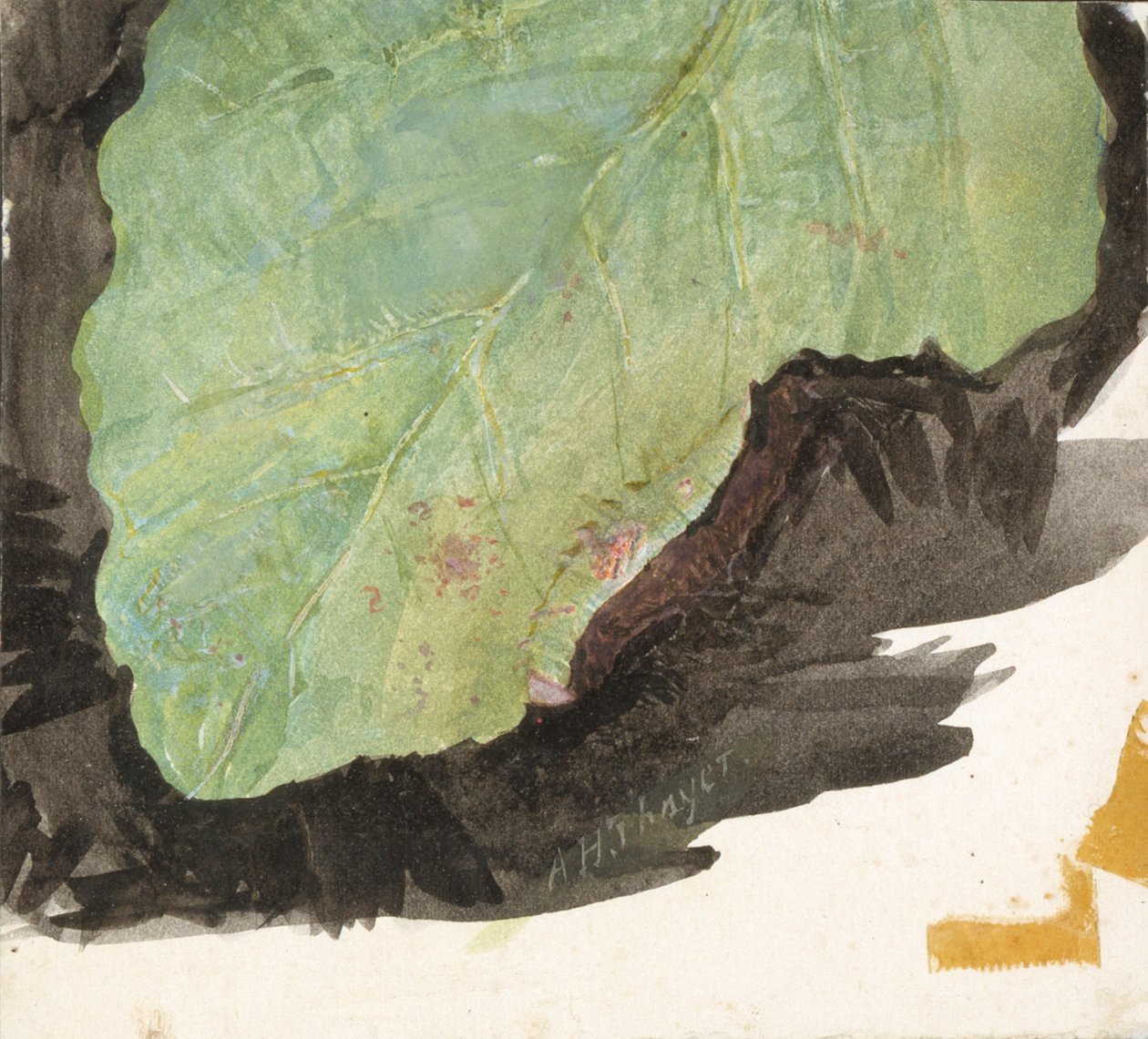Heterocampa Biundata, Walker, studie for boken Concealing Coloration in the Animal Kingdom, n.d. av Abbott Handerson Thayer
