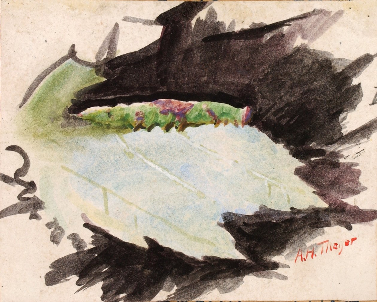 Heterocampa biundata, Walker, studie til boken «Concealing Coloration in the Animal Kingdom» av Abbott Handerson Thayer