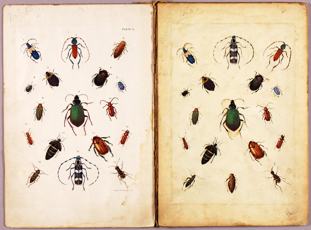 INSEKTER - Fargede biller, landskap, studiemappe til boken Concealing Coloration in the Animal Kingdom av Abbott Handerson Thayer