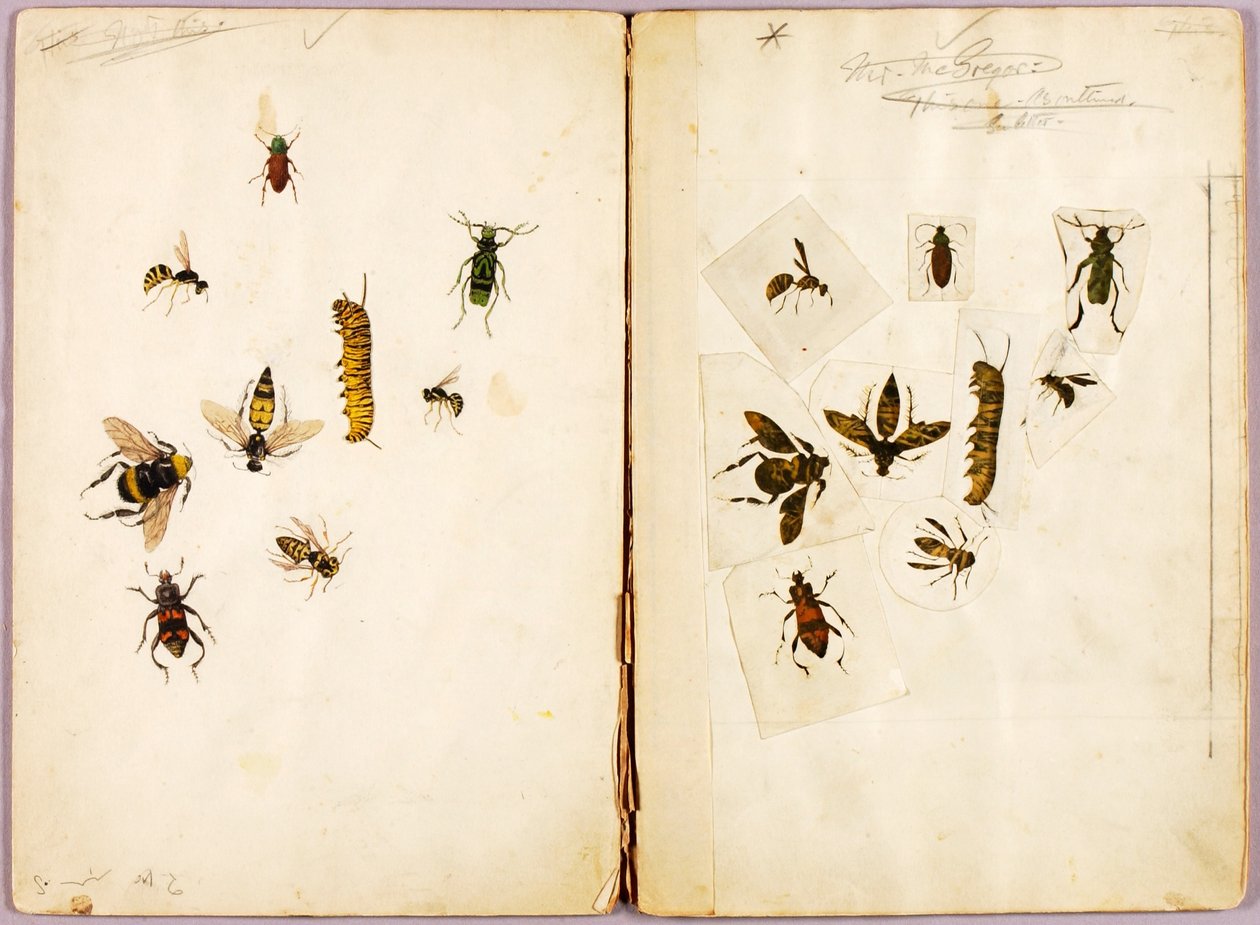 Insekter - fargelagte, studiemappe til boken Concealing Coloration in the Animal Kingdom av Abbott Handerson Thayer