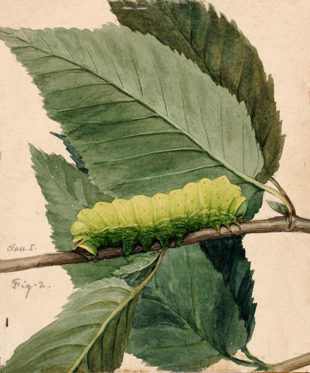 Lunar Caterpillar, studie for boken Concealing Coloration in the Animal Kingdom, n.d. av Abbott Handerson Thayer