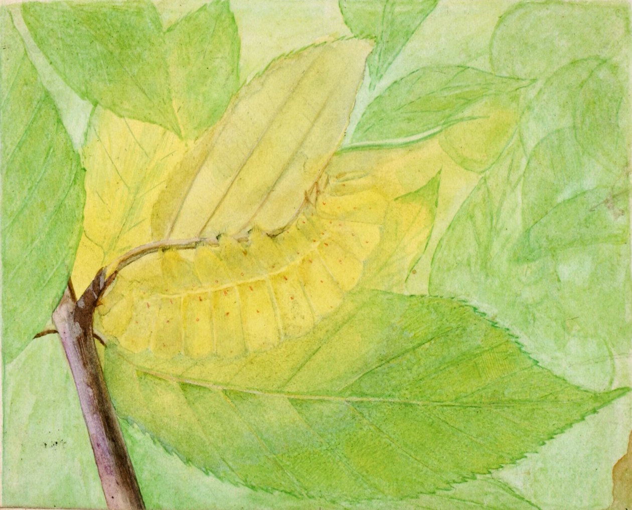Lunar Caterpillar, studie for boken Concealing Coloration in the Animal Kingdom, n.d. av Abbott Handerson Thayer