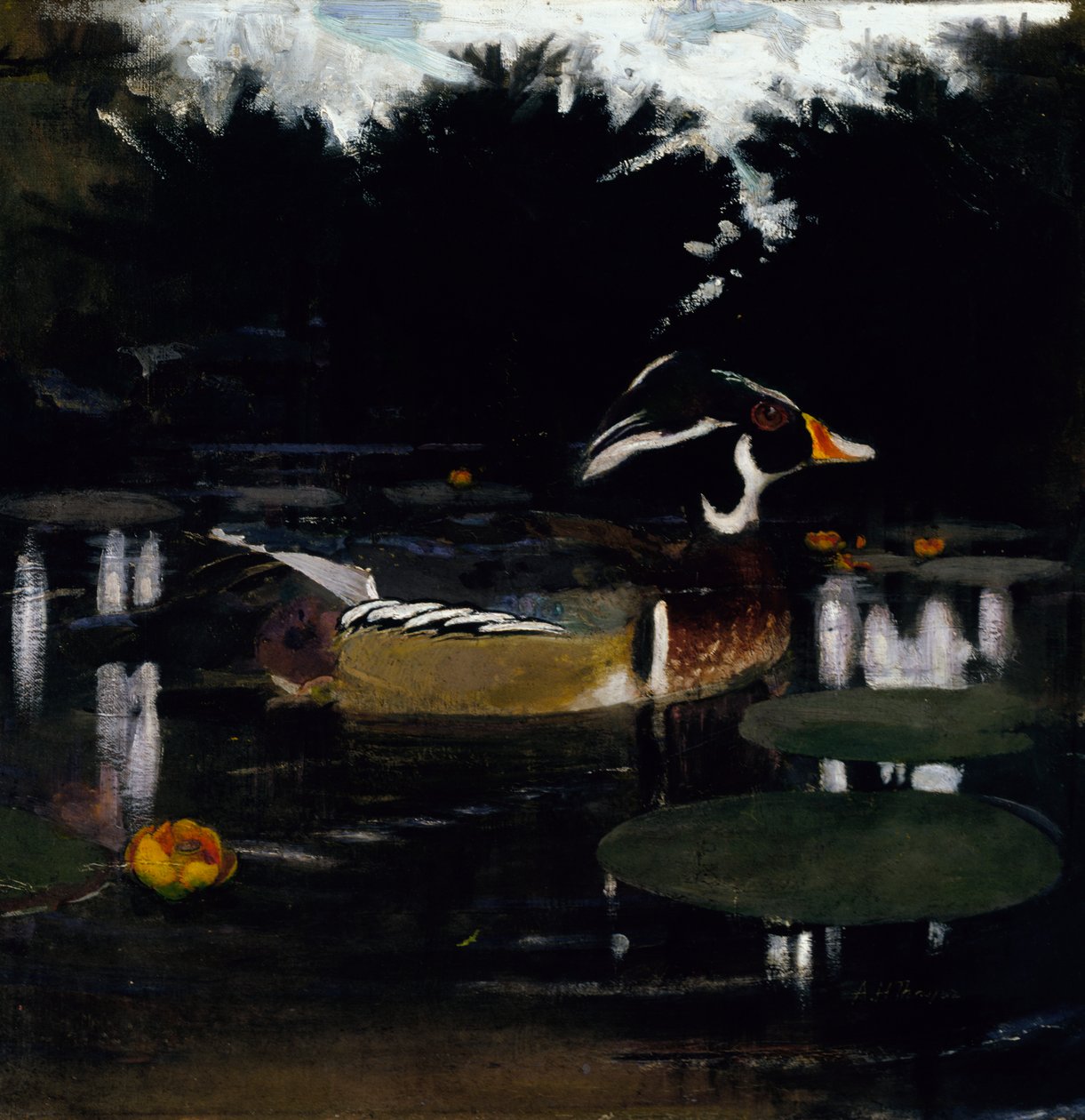 Male Wood Duck in a Forest Pool, study for book Concealing Coloration in the Animal Kingdom, c1905-1    1195365   no       norwegian Successfully Translated  Original: Callipharus nigriventris Black-bellied Hummingbird. Creators: John Gould, William Matthe av Abbott Handerson Thayer