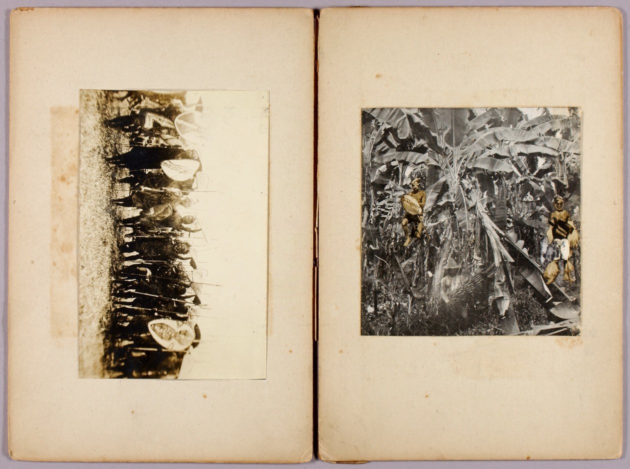 Māorier og andre ville, studiemappe til boken Concealing Coloration in the Animal Kingdom av Abbott Handerson Thayer