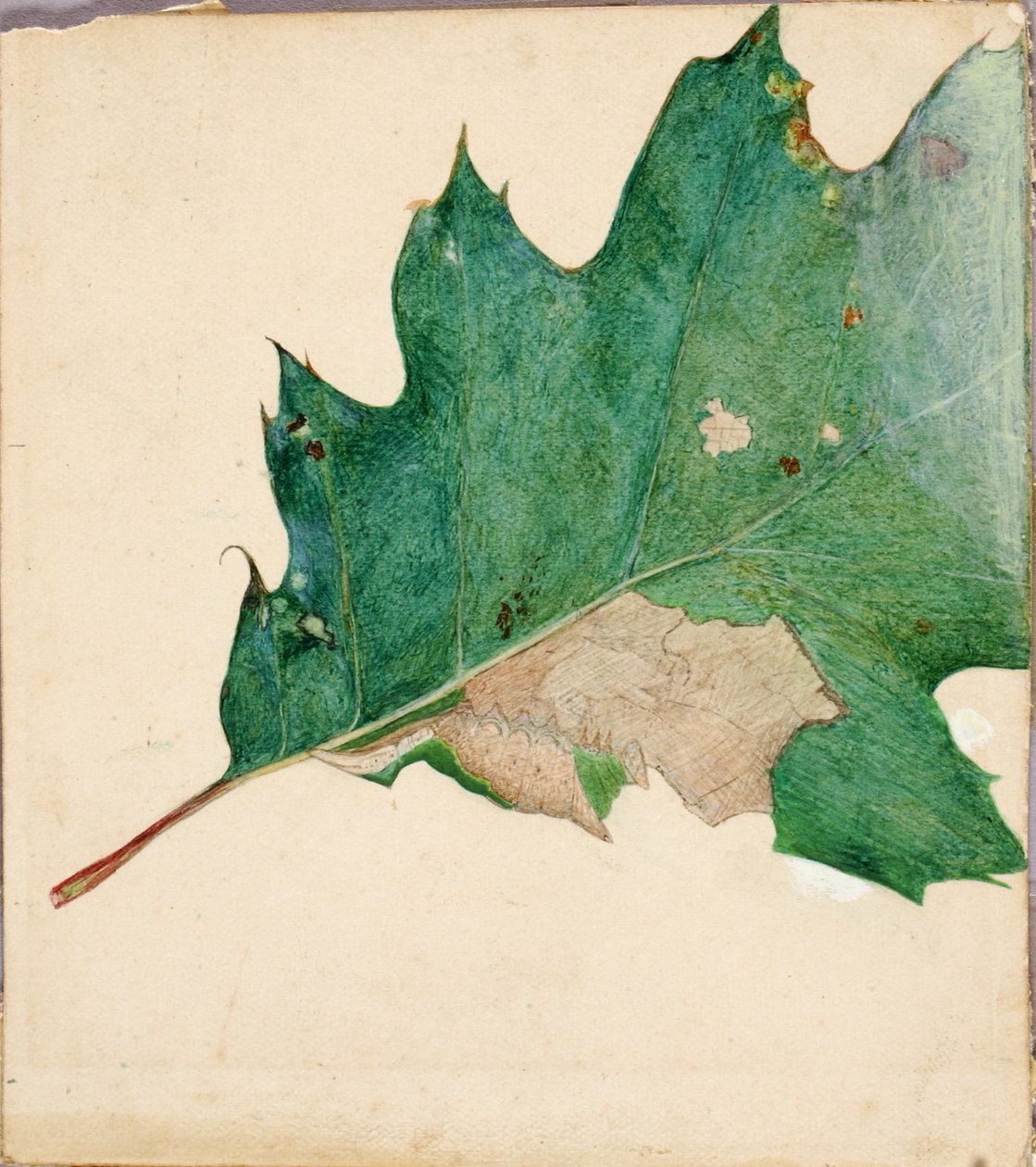 Oligocentra Lignicolor, Walker, studie for boken Concealing Coloration in the Animal Kingdom. av Abbott Handerson Thayer