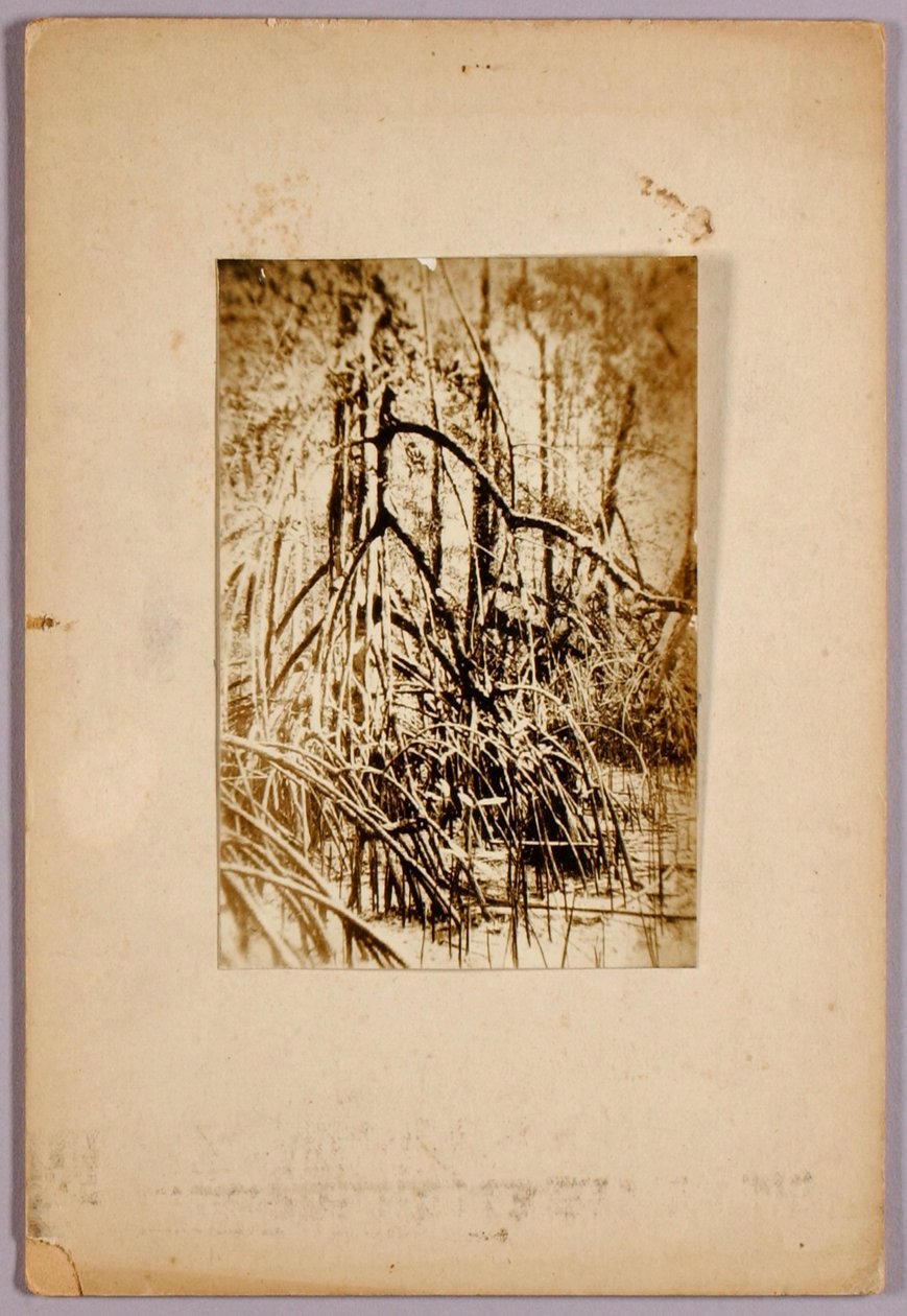 Foto av myr, studiemappe for boken *Skjul farge i dyreriket* av Abbott Handerson Thayer