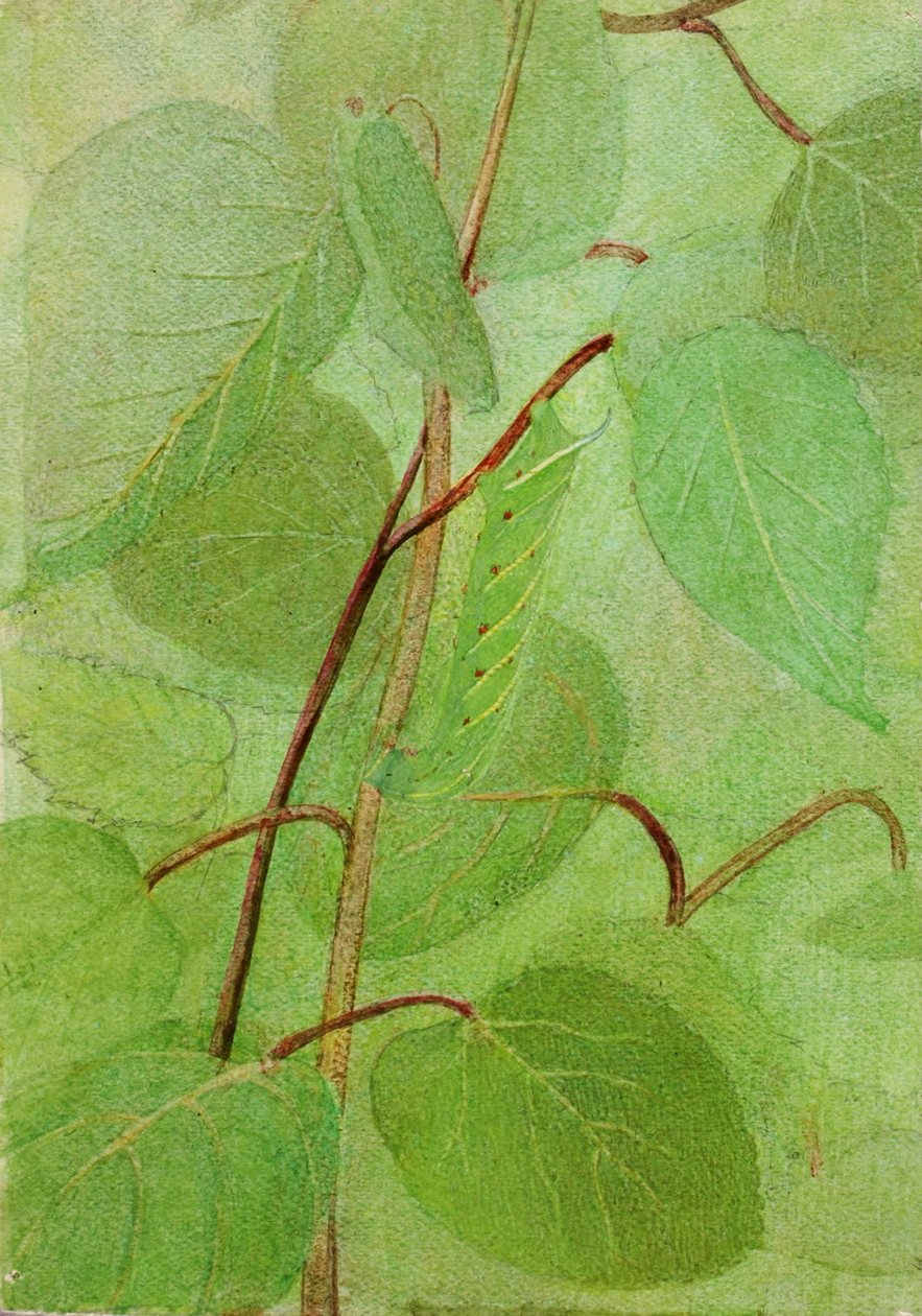 Sphinx Caterpillar, studie for boken Concealing Coloration in the Animal Kingdom, n.d. av Abbott Handerson Thayer
