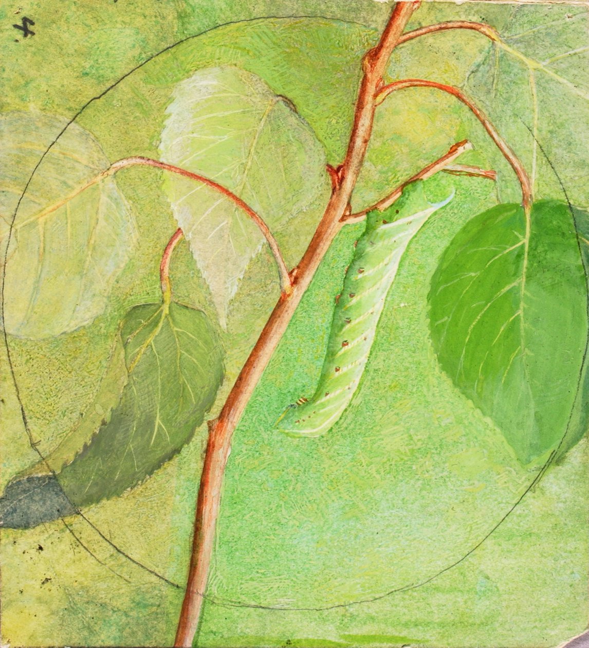 Sphinx Caterpillar, studie for boken Concealing Coloration in the Animal Kingdom, n.d. av Abbott Handerson Thayer
