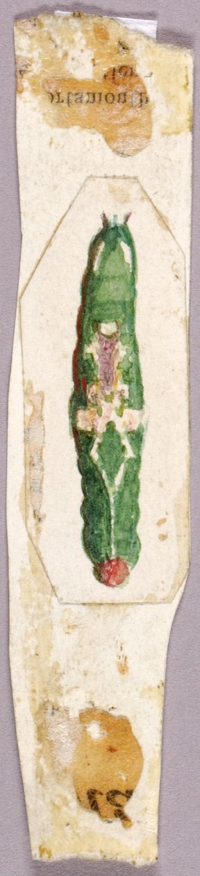 White Birch Leaf Edge Caterpillar, studie for boken Concealing Coloration in the Animal Kingdom. av Abbott Handerson Thayer