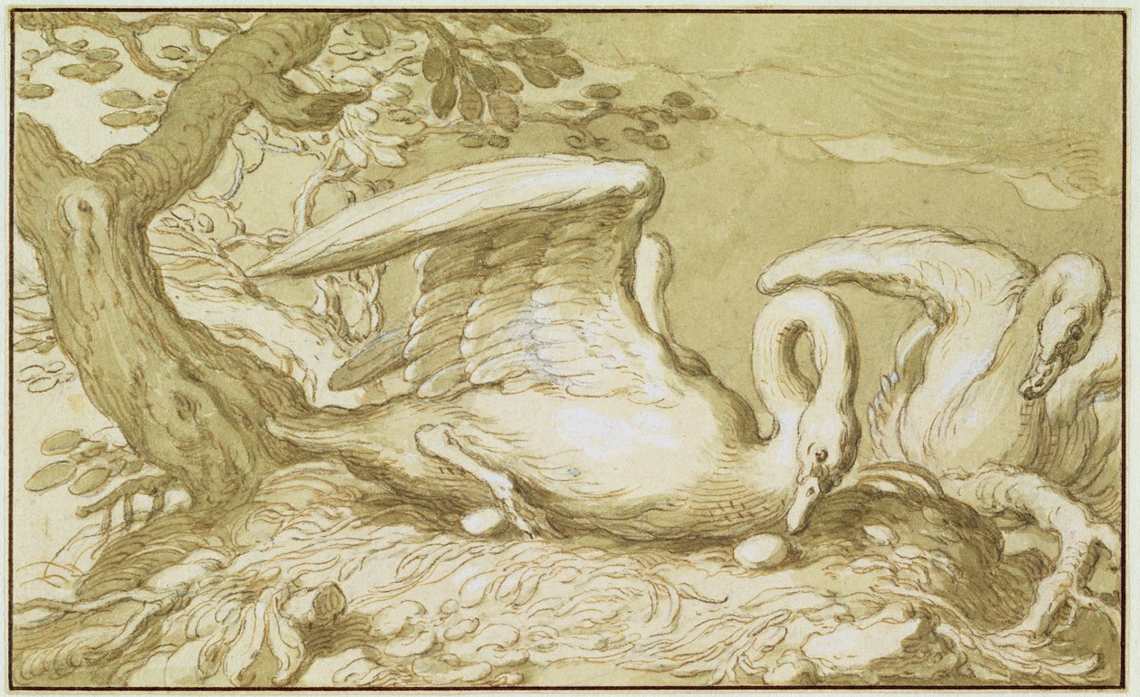 A Swan in her Nest (penn- og blekkvask på papir) av Abraham Bloemaert