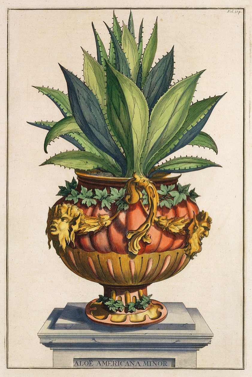 Aloe Americana Minor, fra 