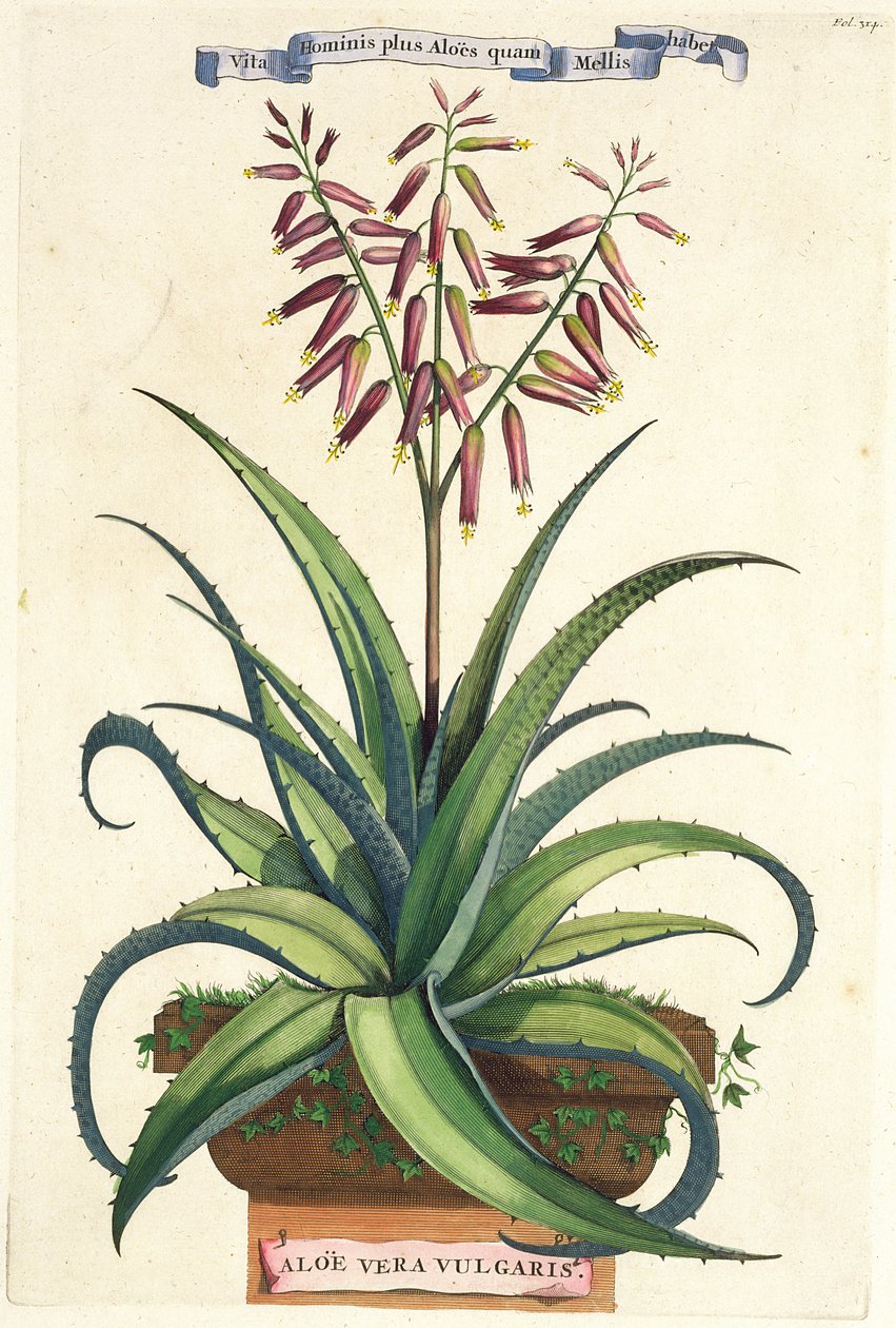 Aloe Vera Vulgaris, fra 