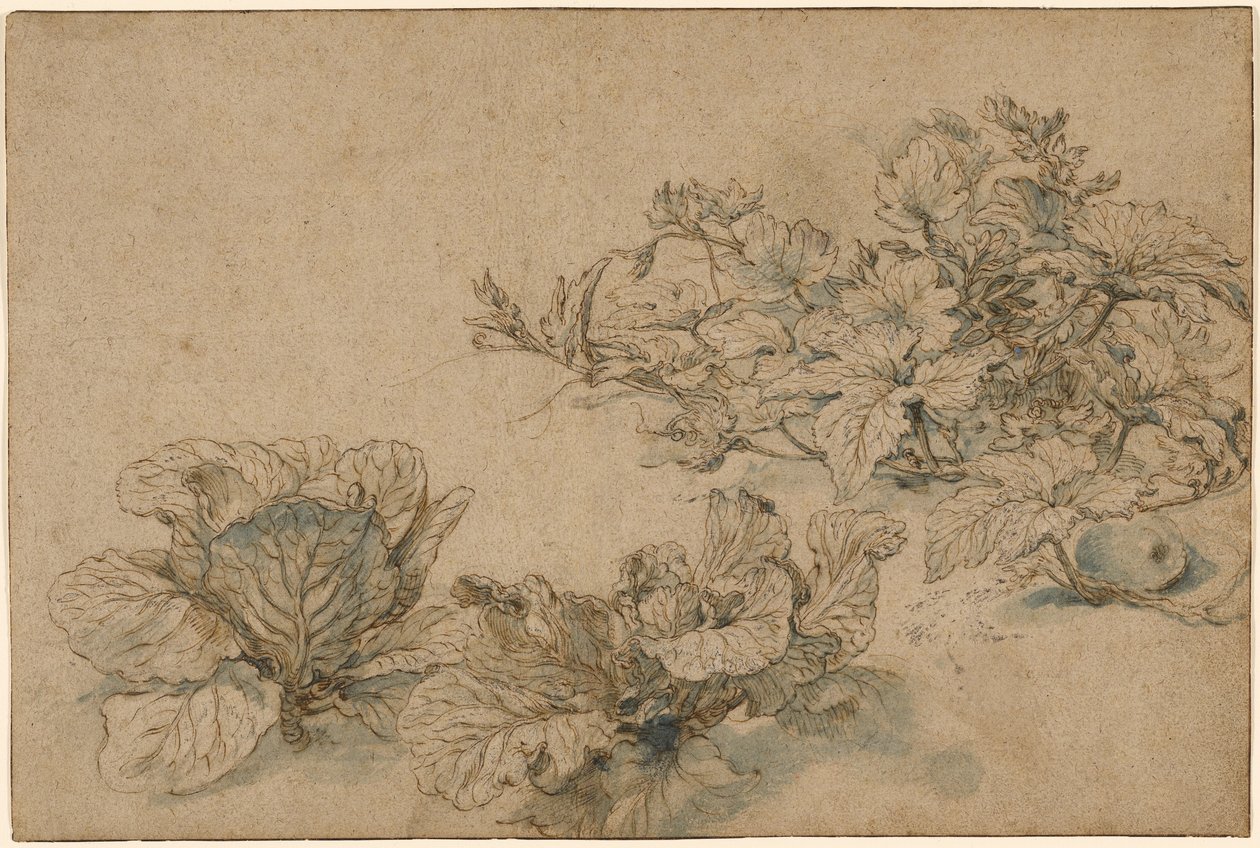 Studier av en margplante og kål av Abraham Bloemaert
