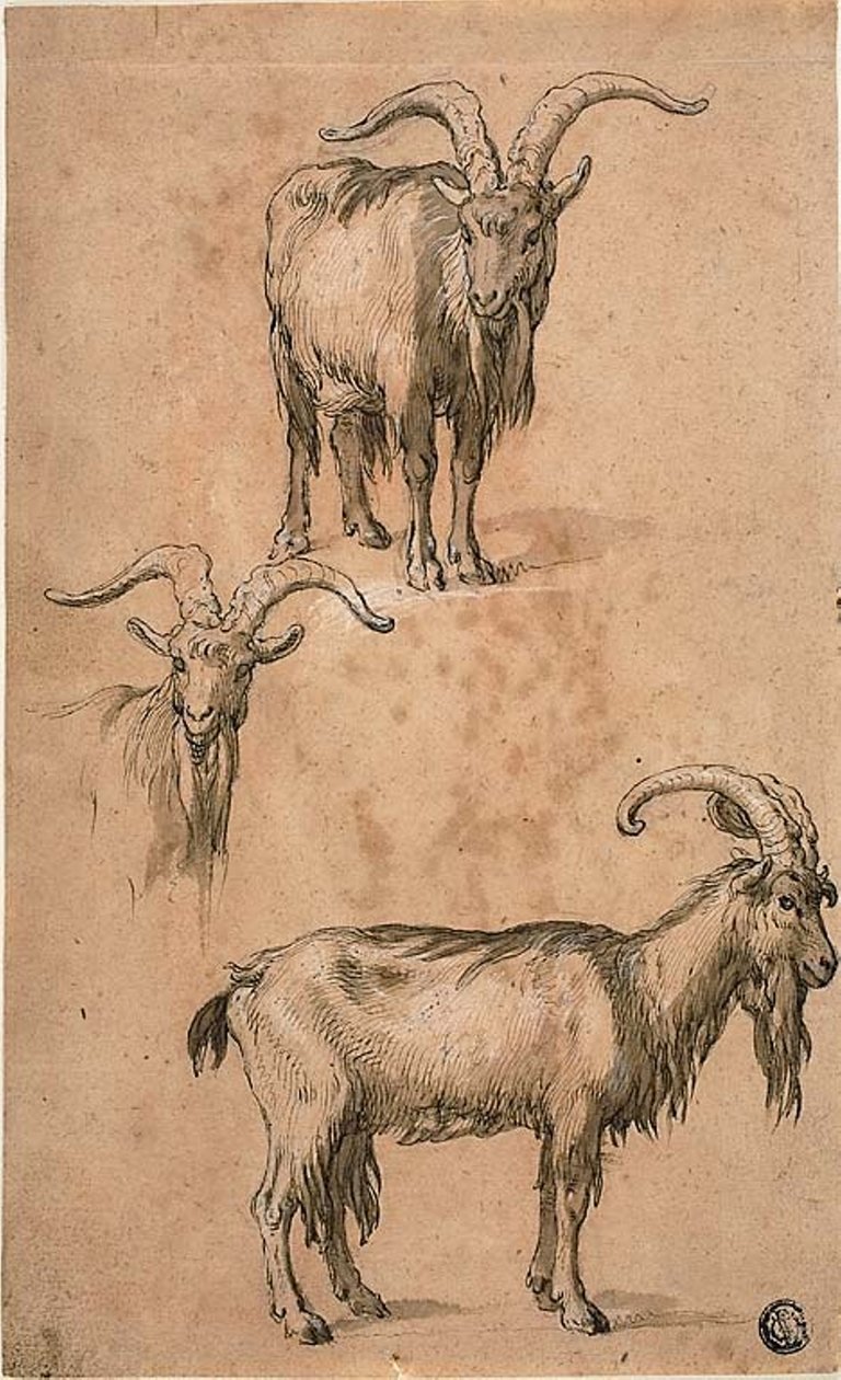 Tre skisser av en geit (recto) Draperi av stående kvinnelig figur (verso) av Abraham Bloemaert