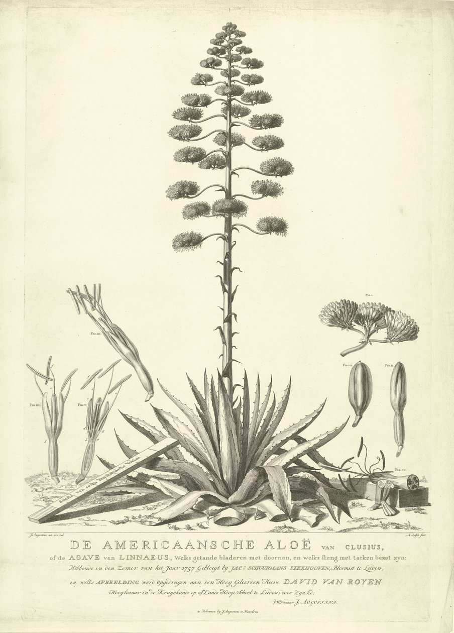 Blomstrende amerikansk aloe, 1757 The American Aloe of Clusius, or the Agave of Linnaeus (...) Having Bloomed in the Summer of the Year 1757 av Jac: Schuurmans Stkehooven, Florist in Leiden (tittel på objekt) av Abraham Delfos