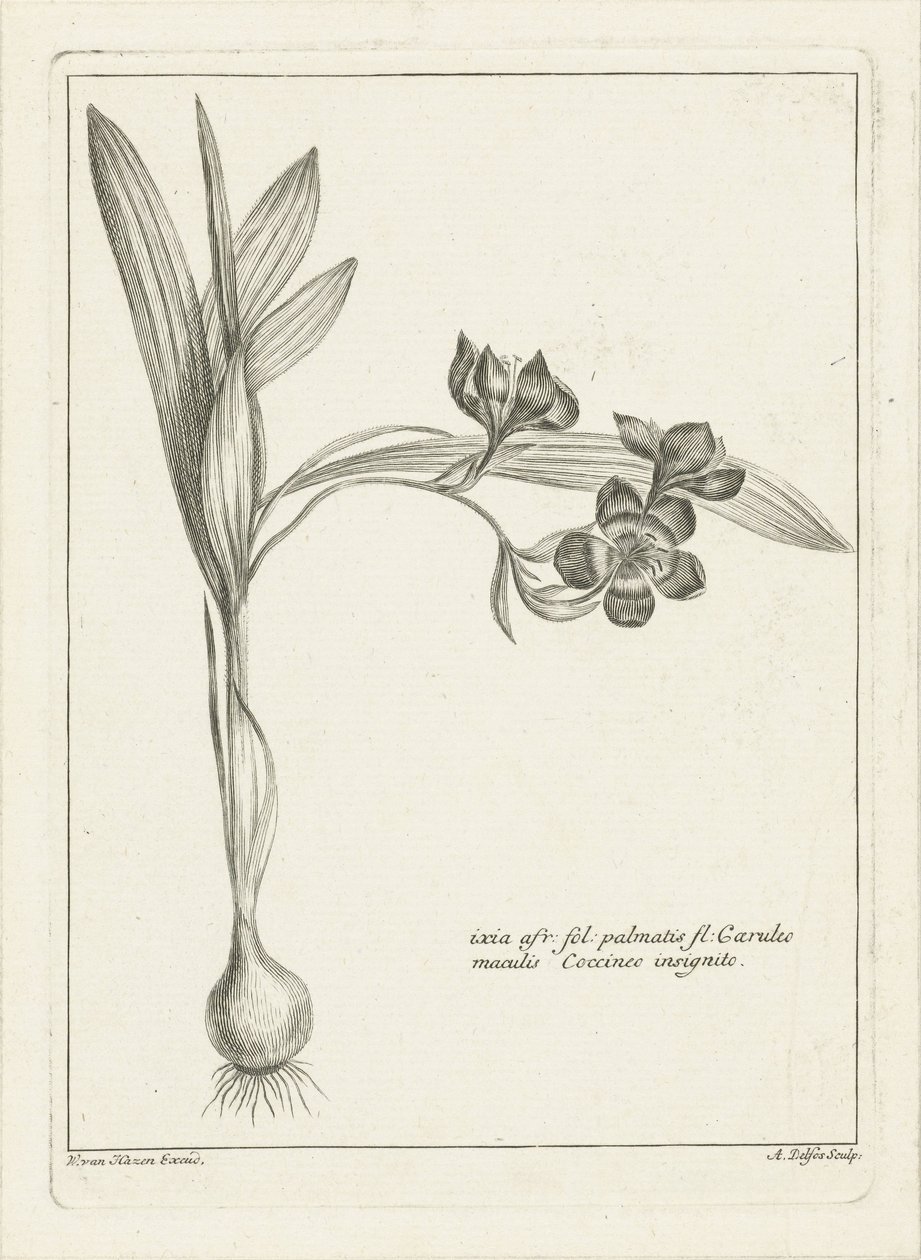 Ixia av Abraham Delfos