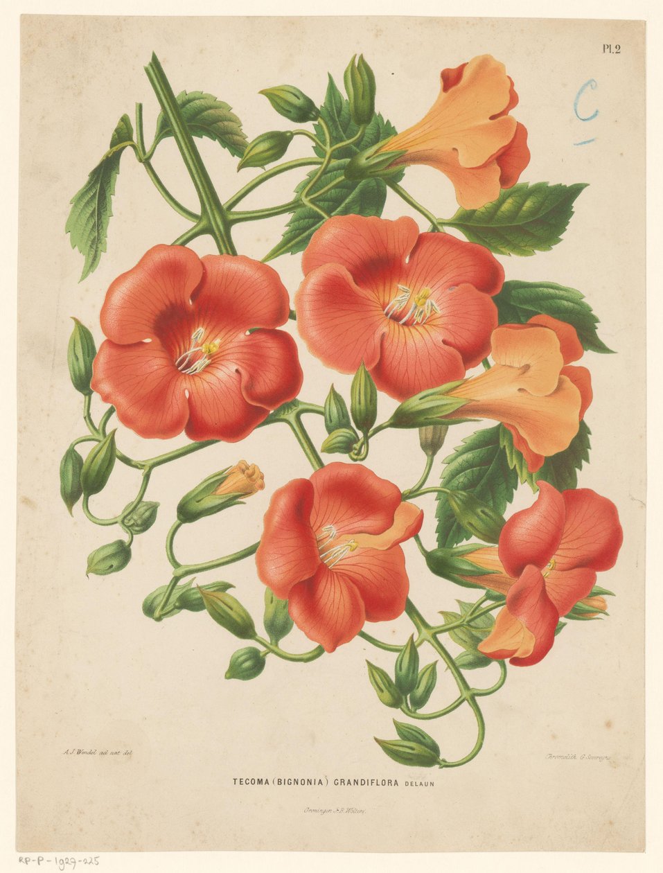 Bignonia Tecoma (bignonia) grandiflora (tittel på objekt) av Abraham Jacobus Wendel