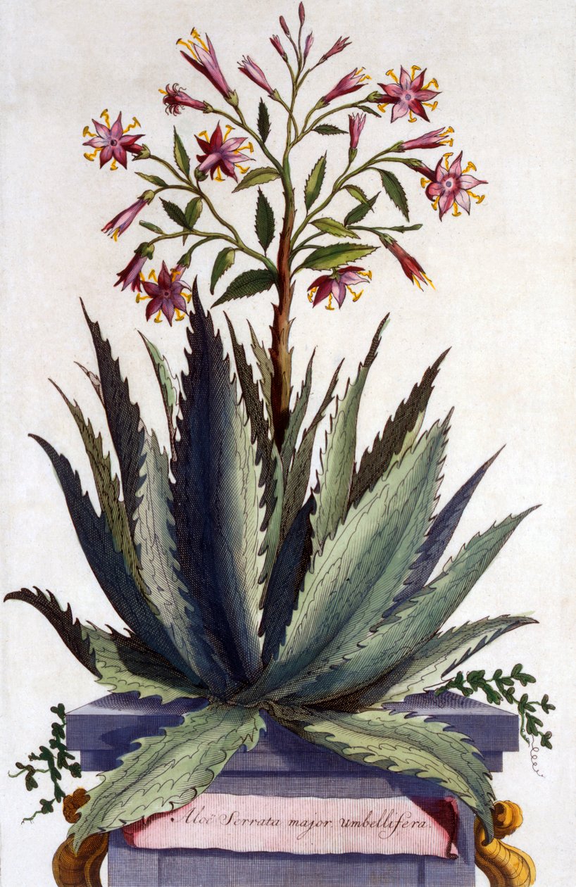 Aloe Serrata major umbellifera, fra 