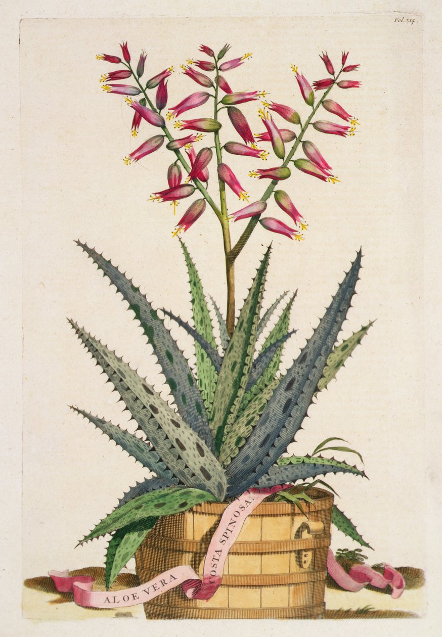 Aloe Vera Costa Spinosa, fra 