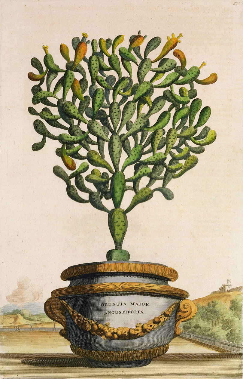 Opuntia Maior Augustifolia, fra Phytographia Curiosa, utgitt 1702 av Abraham Munting