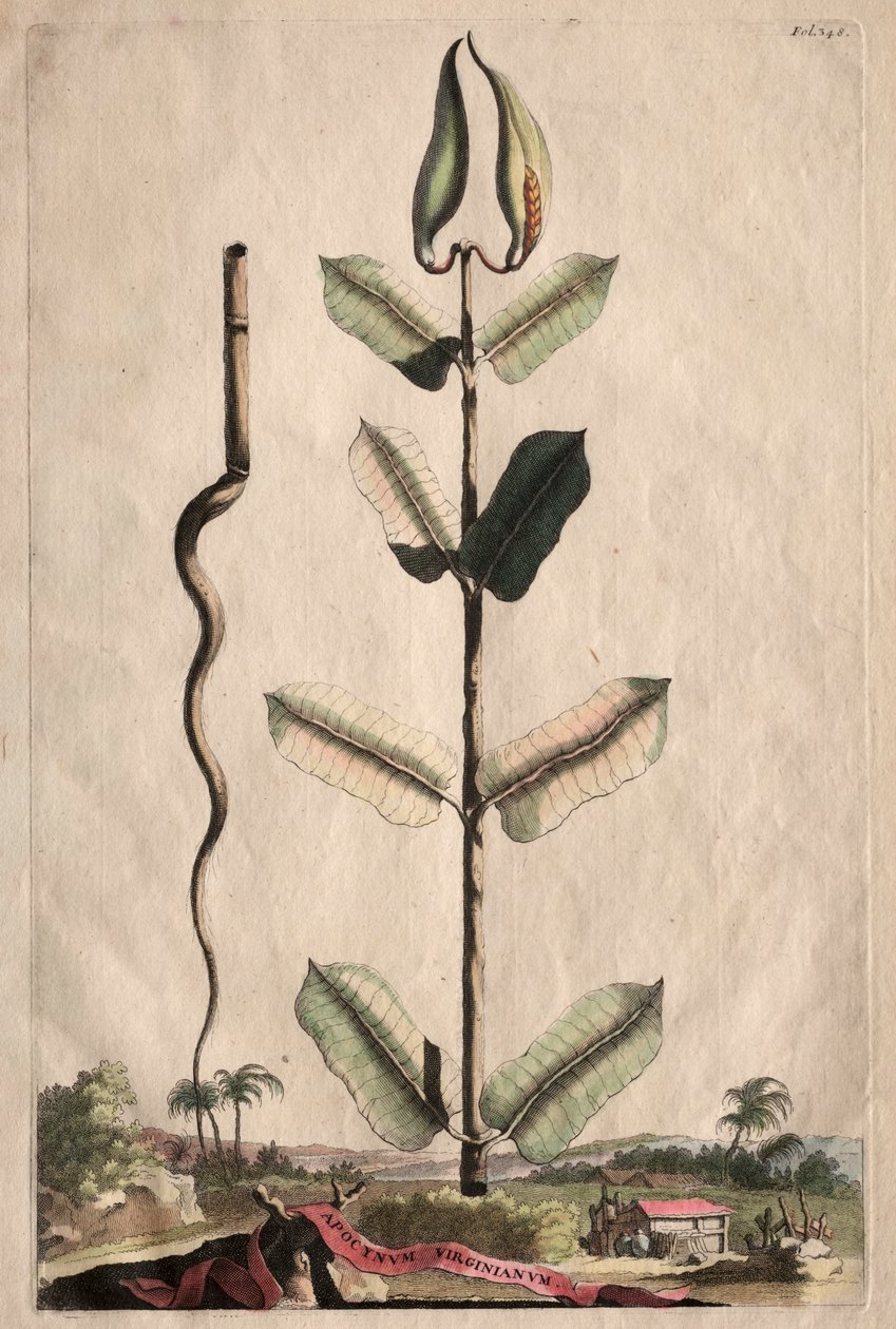 Curious Phytographia: Apocynum Virginianum av Abraham Munting