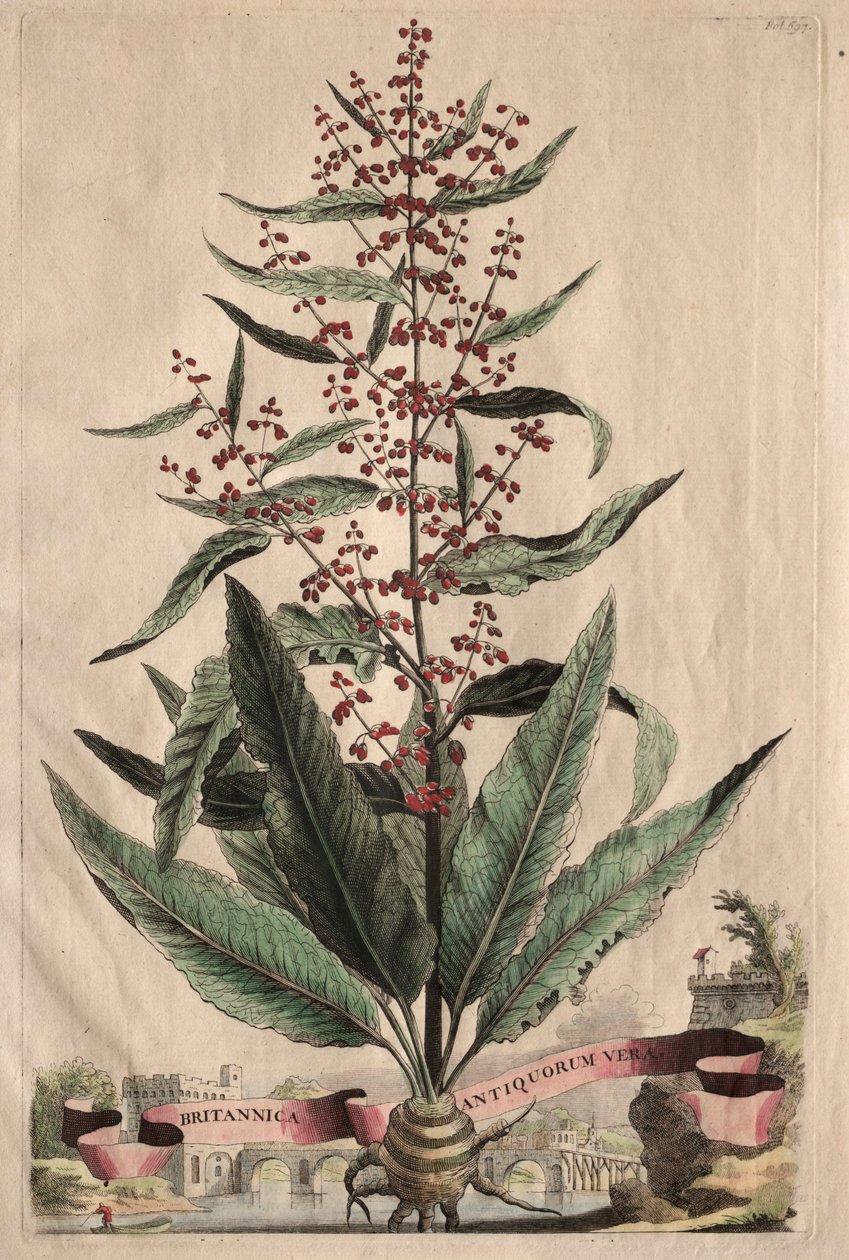 En nysgjerrig phytographia av Abraham Munting