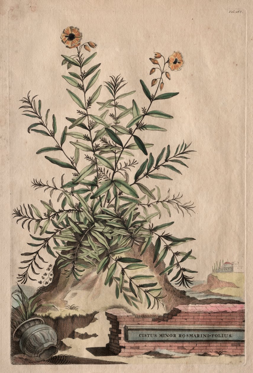 Nysgjerrig fytografi: Cistus Minor Rosemary-Leaf av Abraham Munting