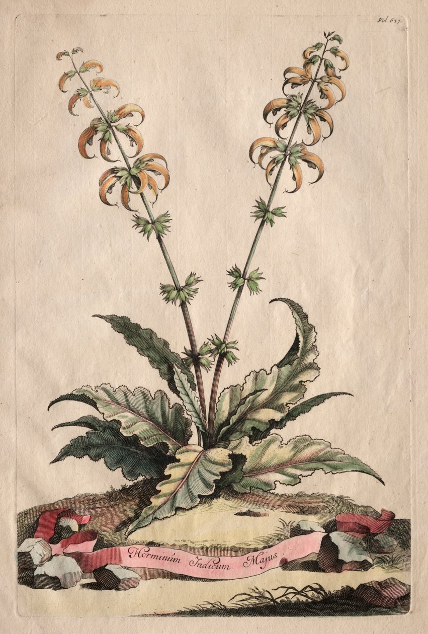 Phytographia Curiosa: The Greater Indian Horminus av Abraham Munting