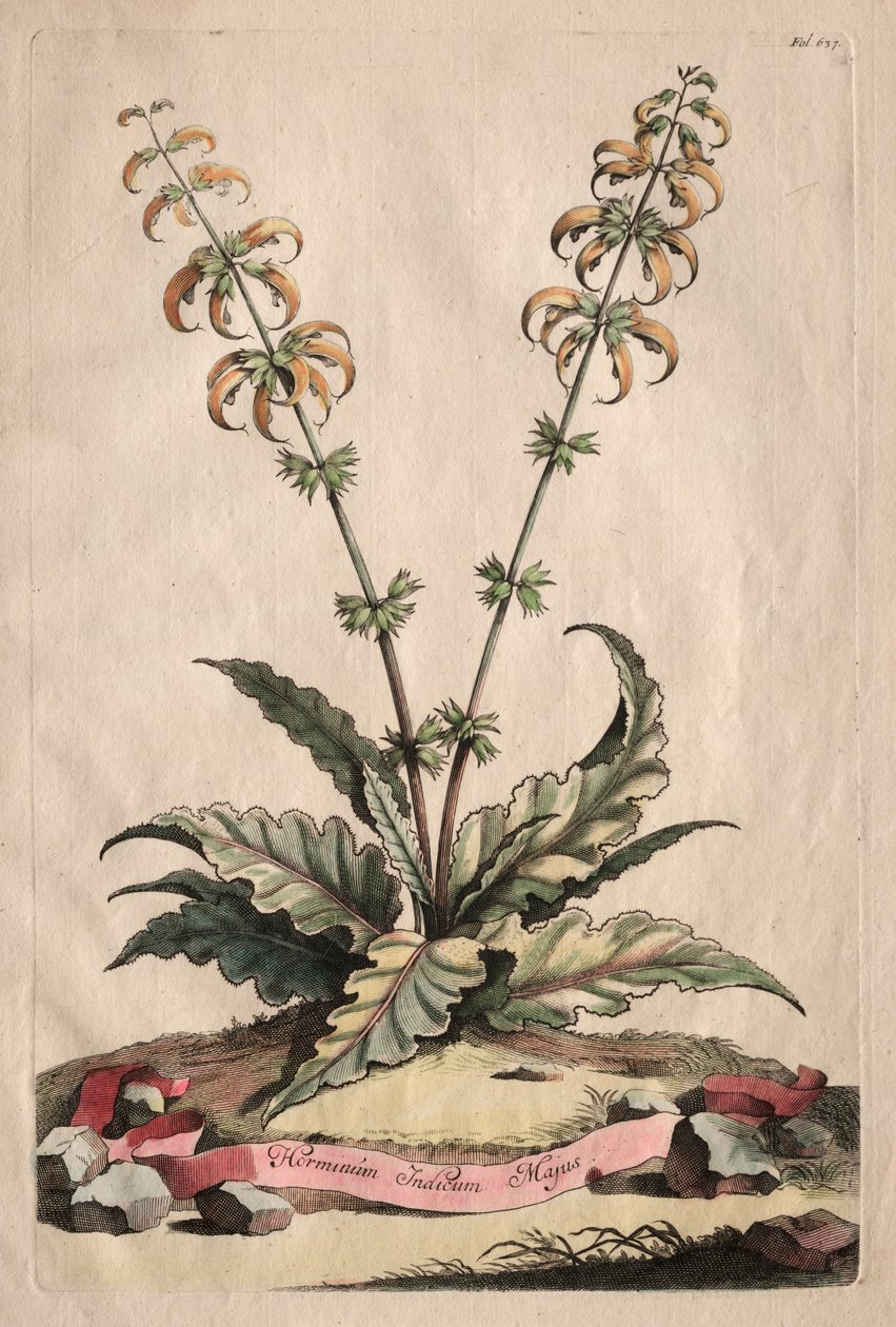 Phytographia Curiosa: Horminum Indicum Majus. av Abraham Munting