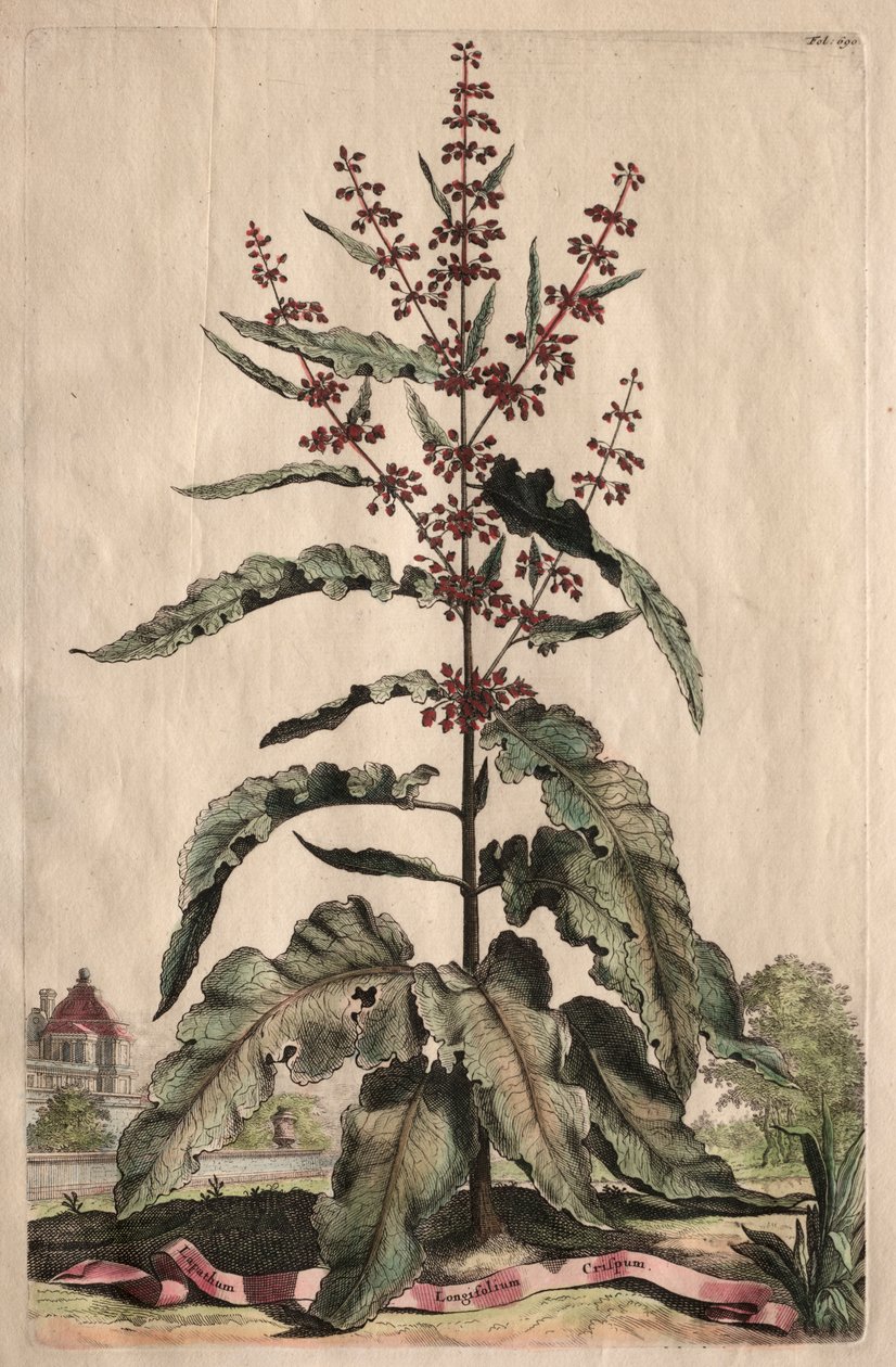 Nysgjerrig fytografi: Lapathum Longifolium Curlum av Abraham Munting